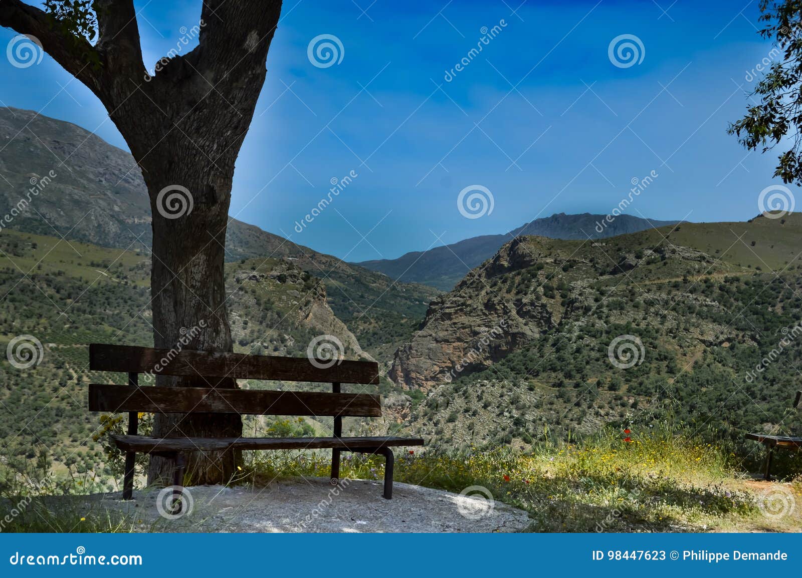Wooden Bench Under a Tree with Stock Image Image of indoor, nature