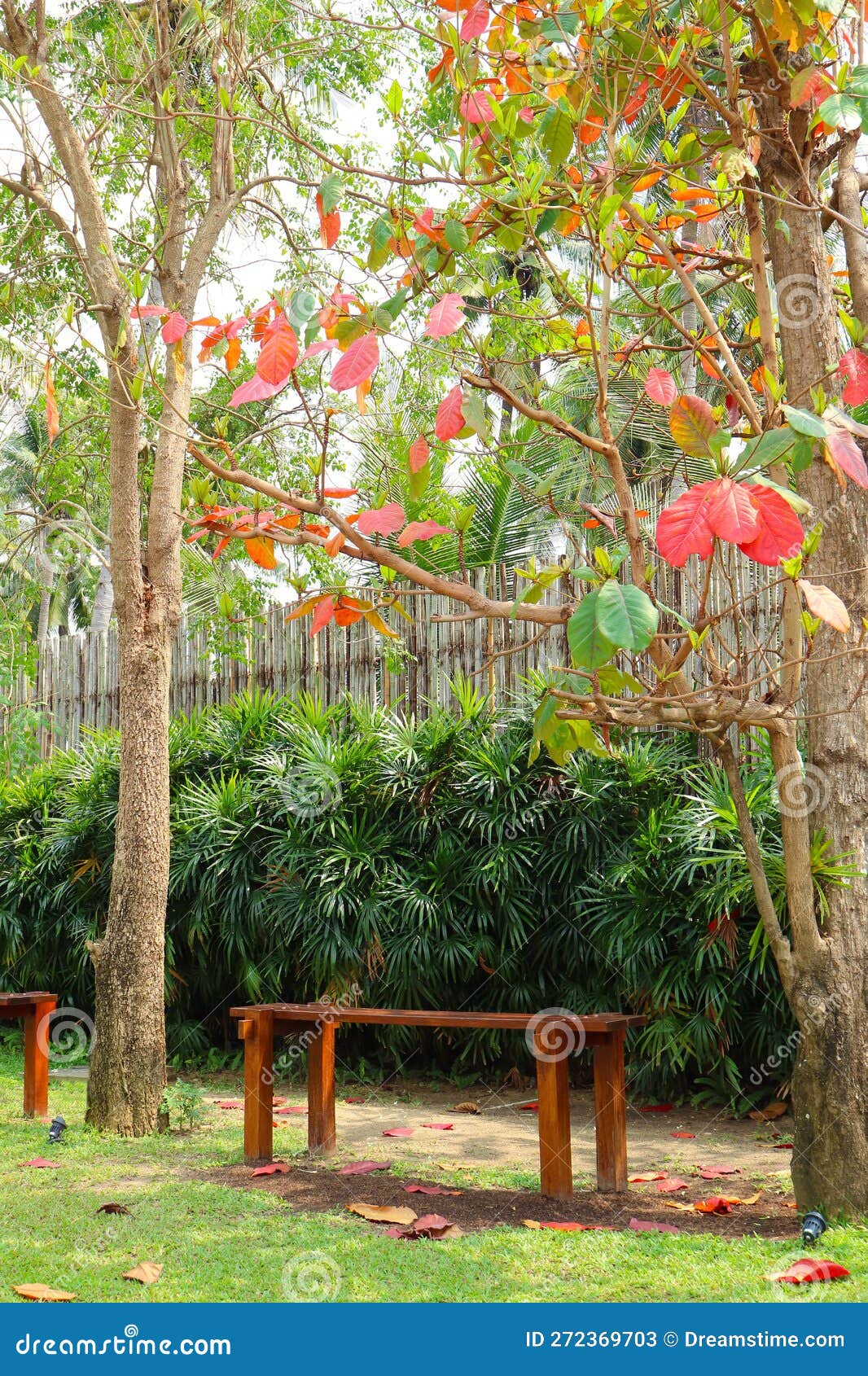 Wooden Bench Under the Tropical Almond Trees Stock Image Image of