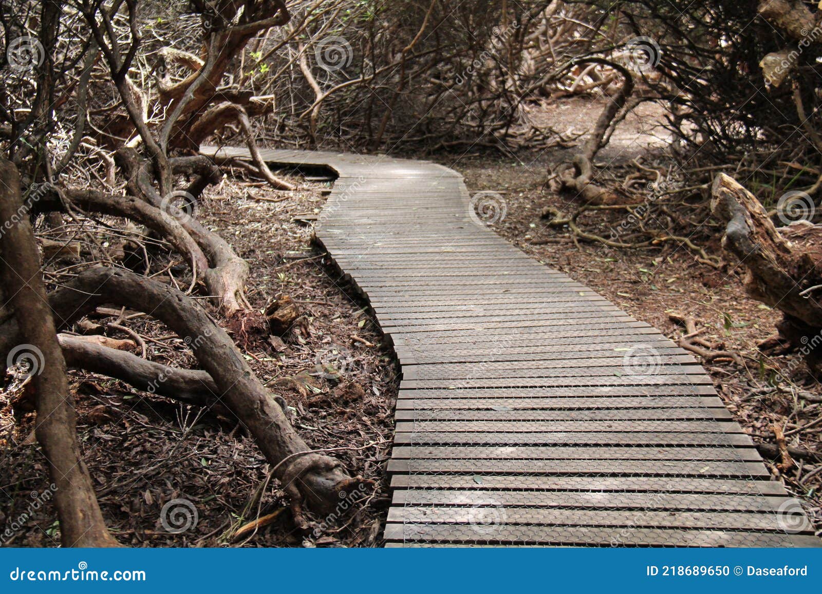 Wooden Boardwalk Stock Photo Image Of Outdoors Countryside 218689650