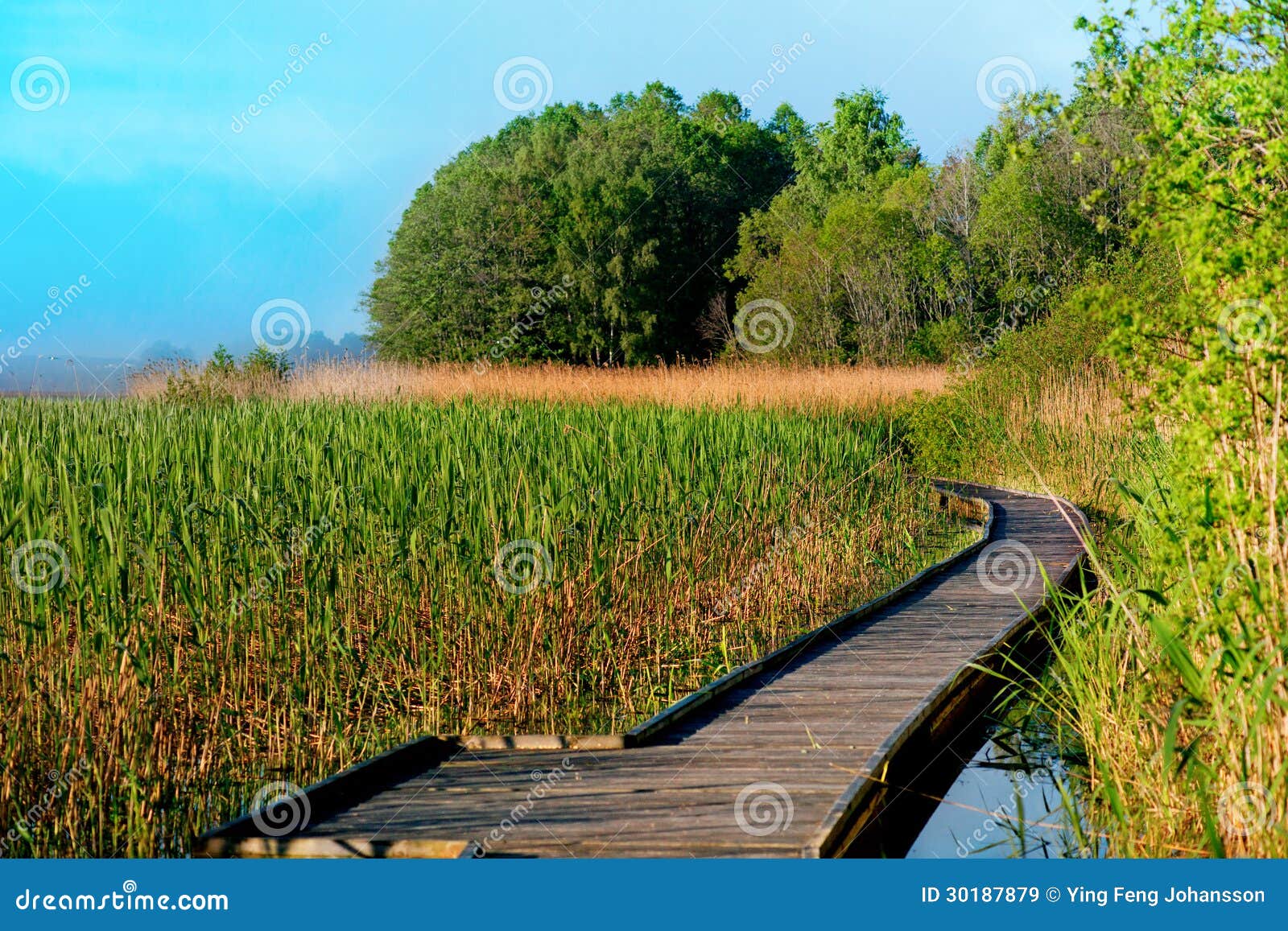 Boardwalk Path In Swamp Stock Image Image Of Cloudy 30187879