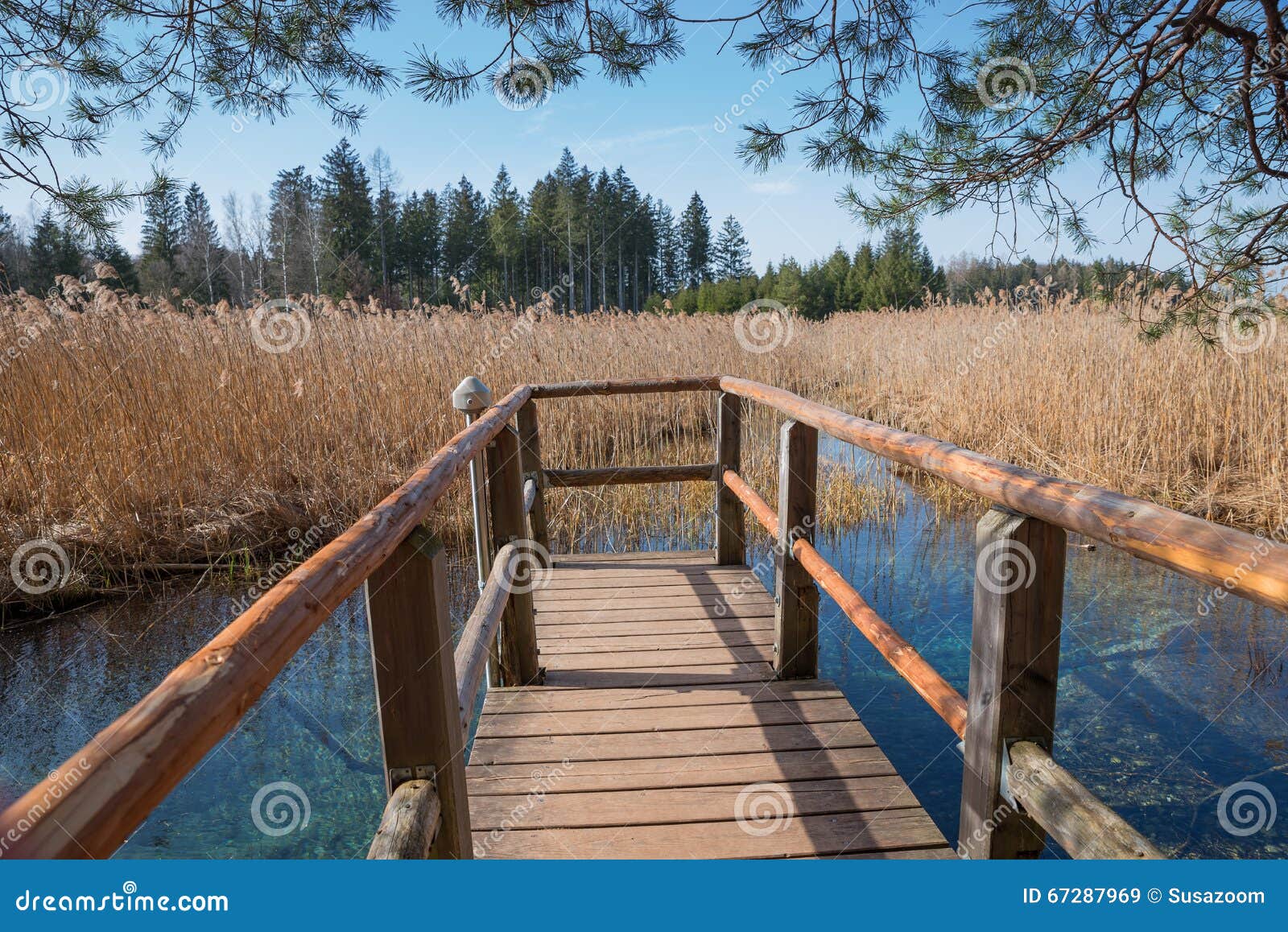 wooden boardwalk with view to blue fount in the swamp