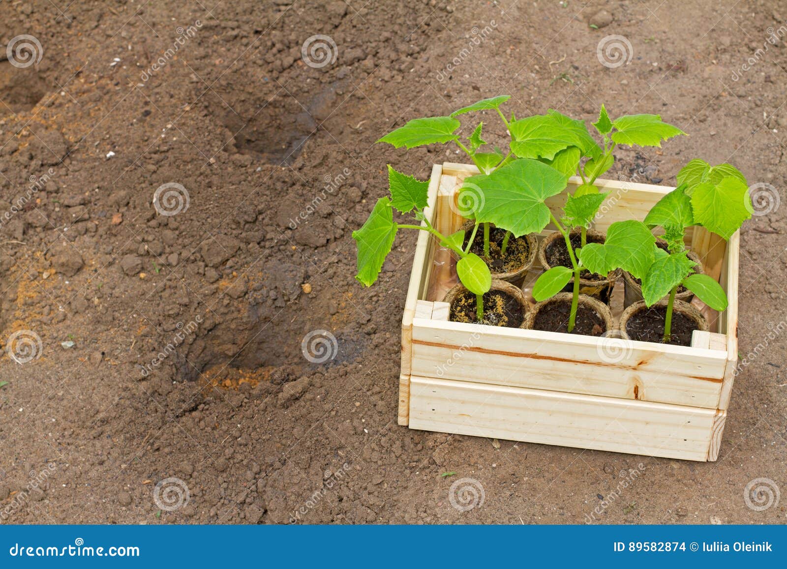 Wooden box with small cucumber`s sprouts ready for seeding on the earth in the garden