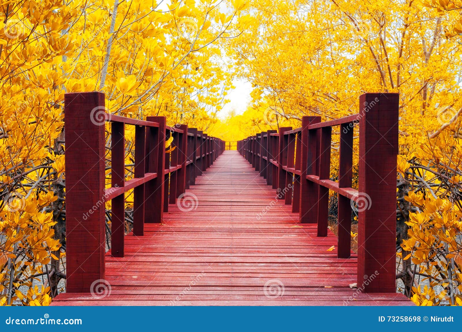 Wooden Bridge And Autumn Forest Stock Photo Image Of Golden