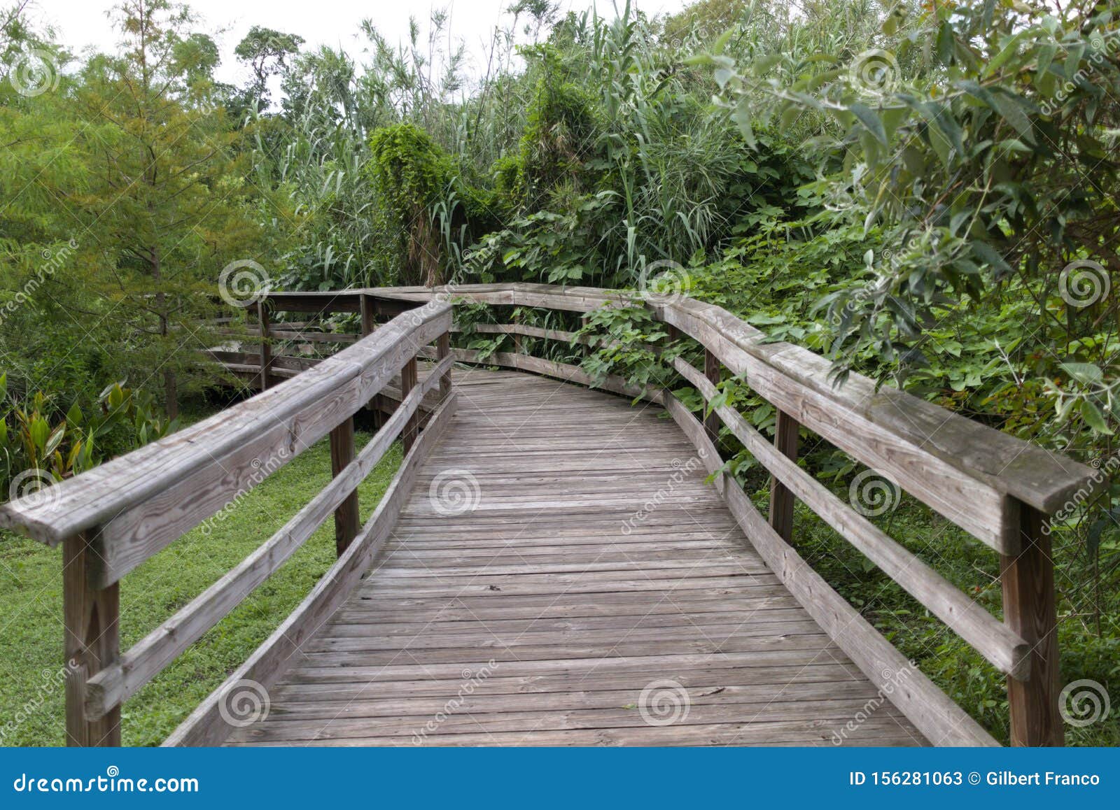 A Wooden Bridge In Mead Botanical Garden Stock Image Image Of