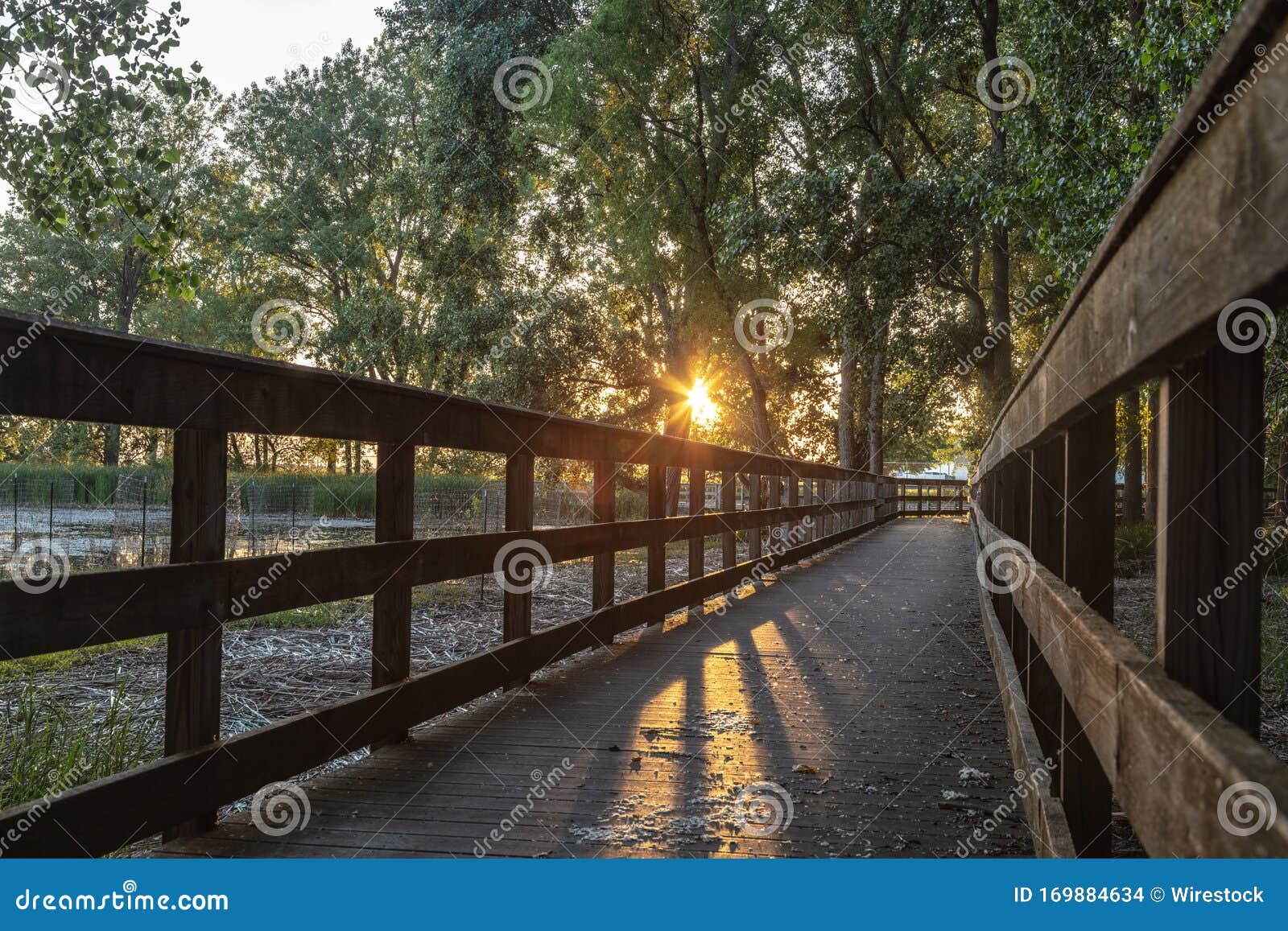 Wooden Bridge in a Park Surrounded by Bushes and Trees Under the