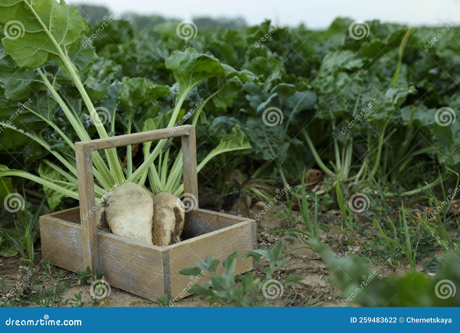Wooden Crate with Fresh White Beet Plants in Field, Space for Text