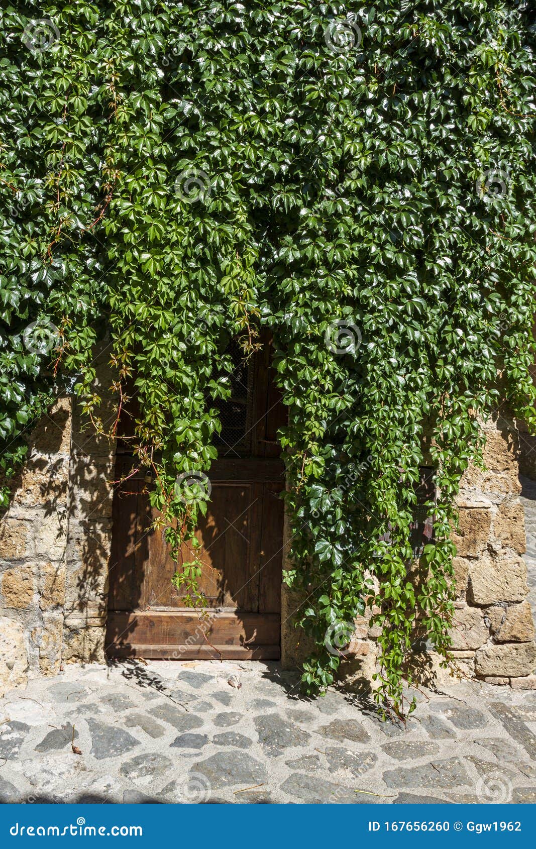 Wooden door with vines stock photo. Image of residential 167656260