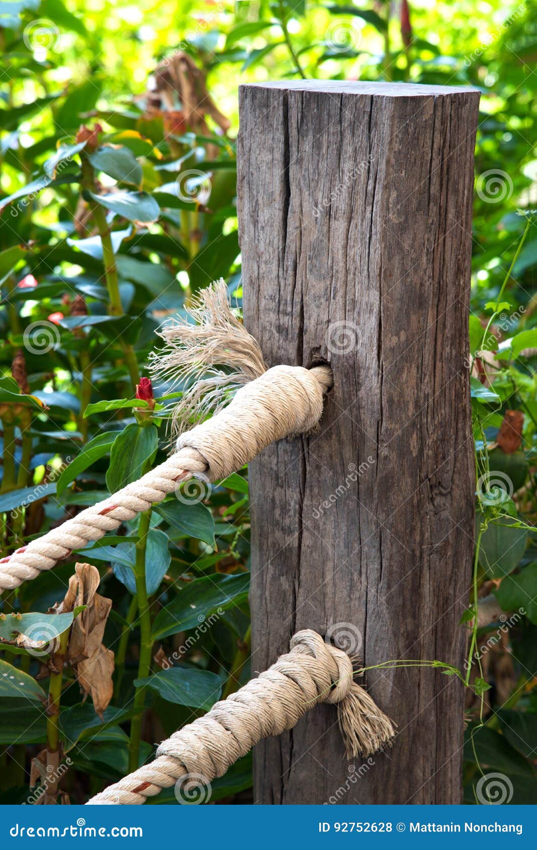 Wooden fence and knot rope stock photo. Image of garden - 92752628