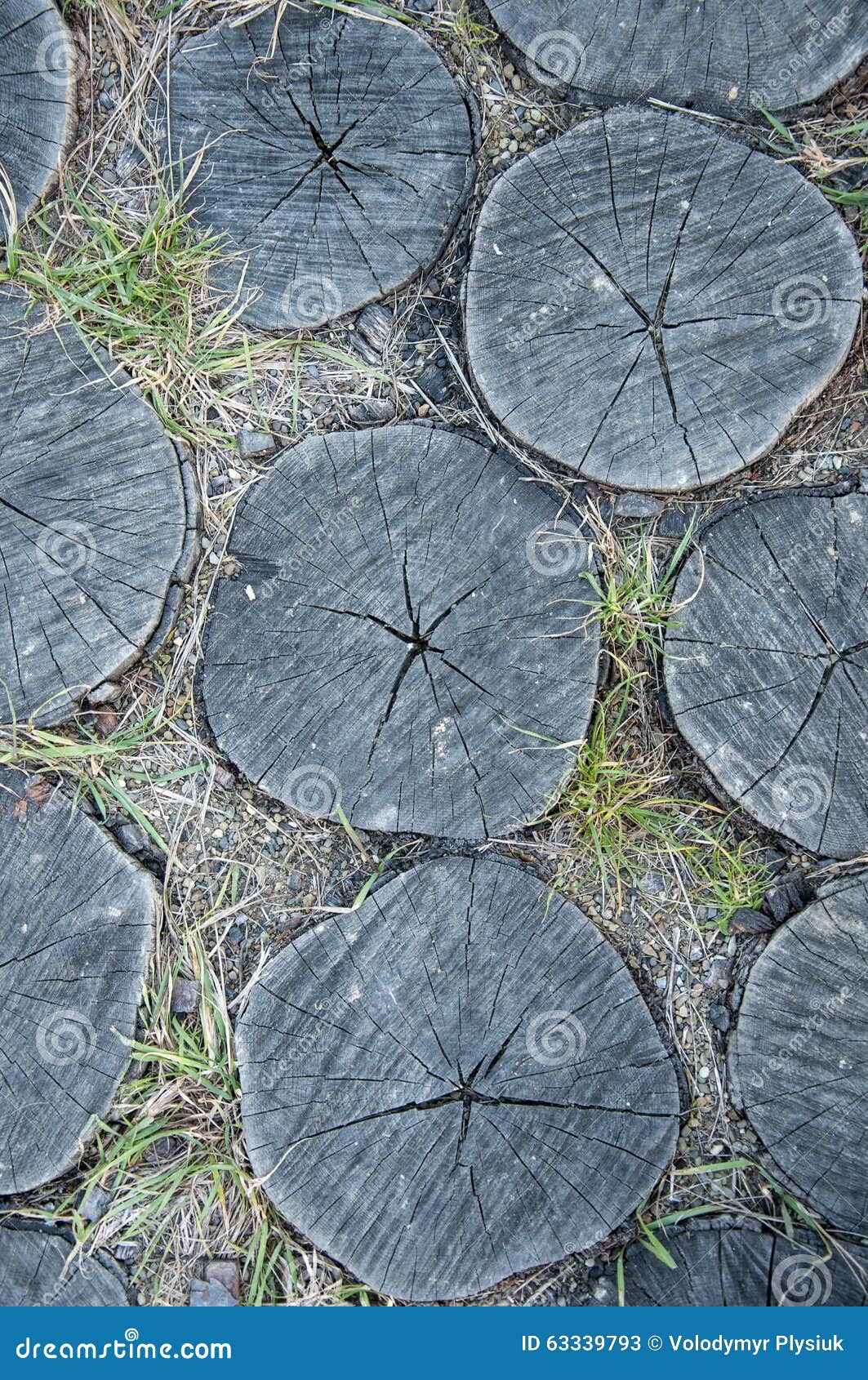 The Wooden Footpath of Stumps in the Park Stock Image Image of snag, stump 63339793