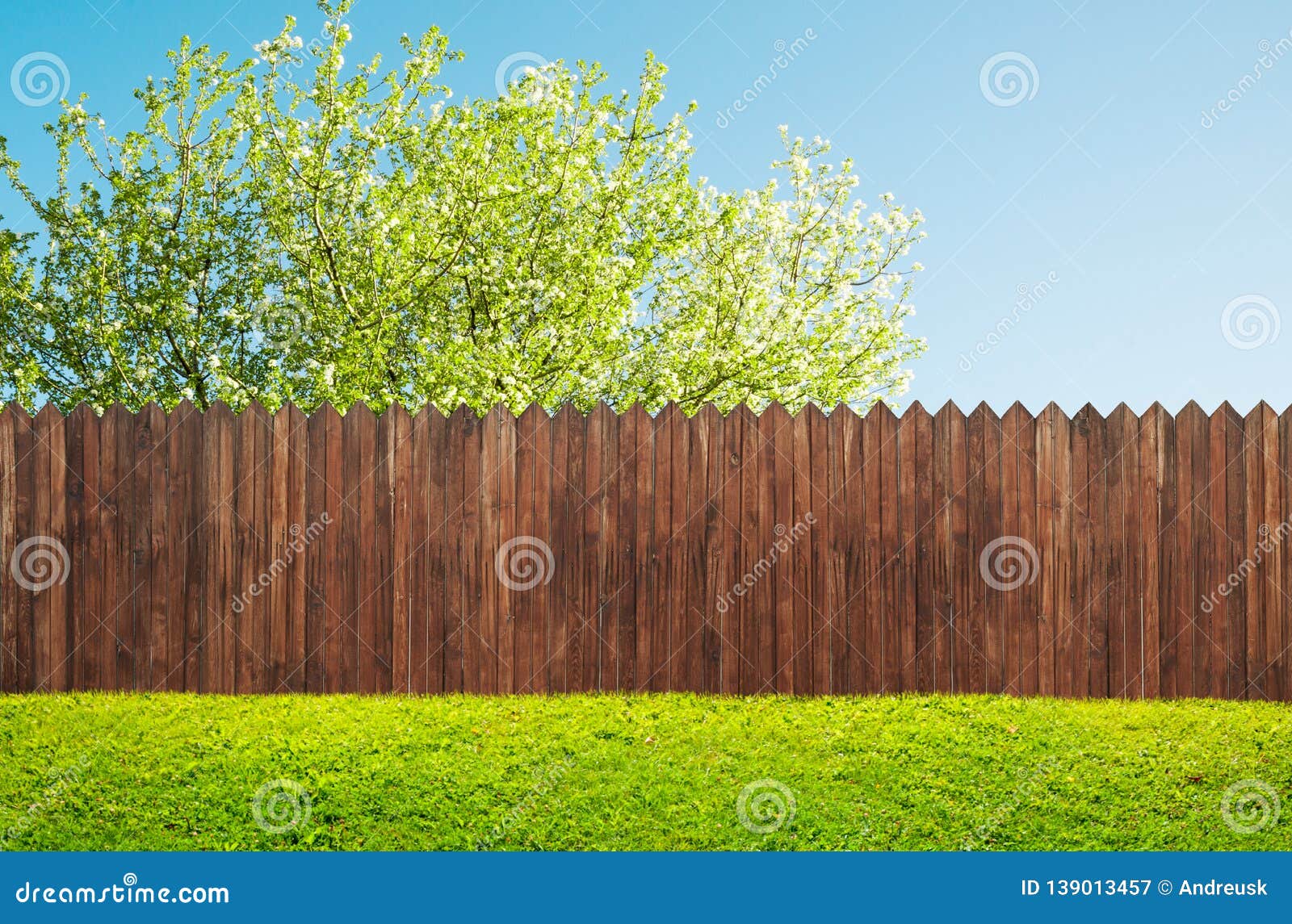 a wooden garden fence at backyard and bloom tree