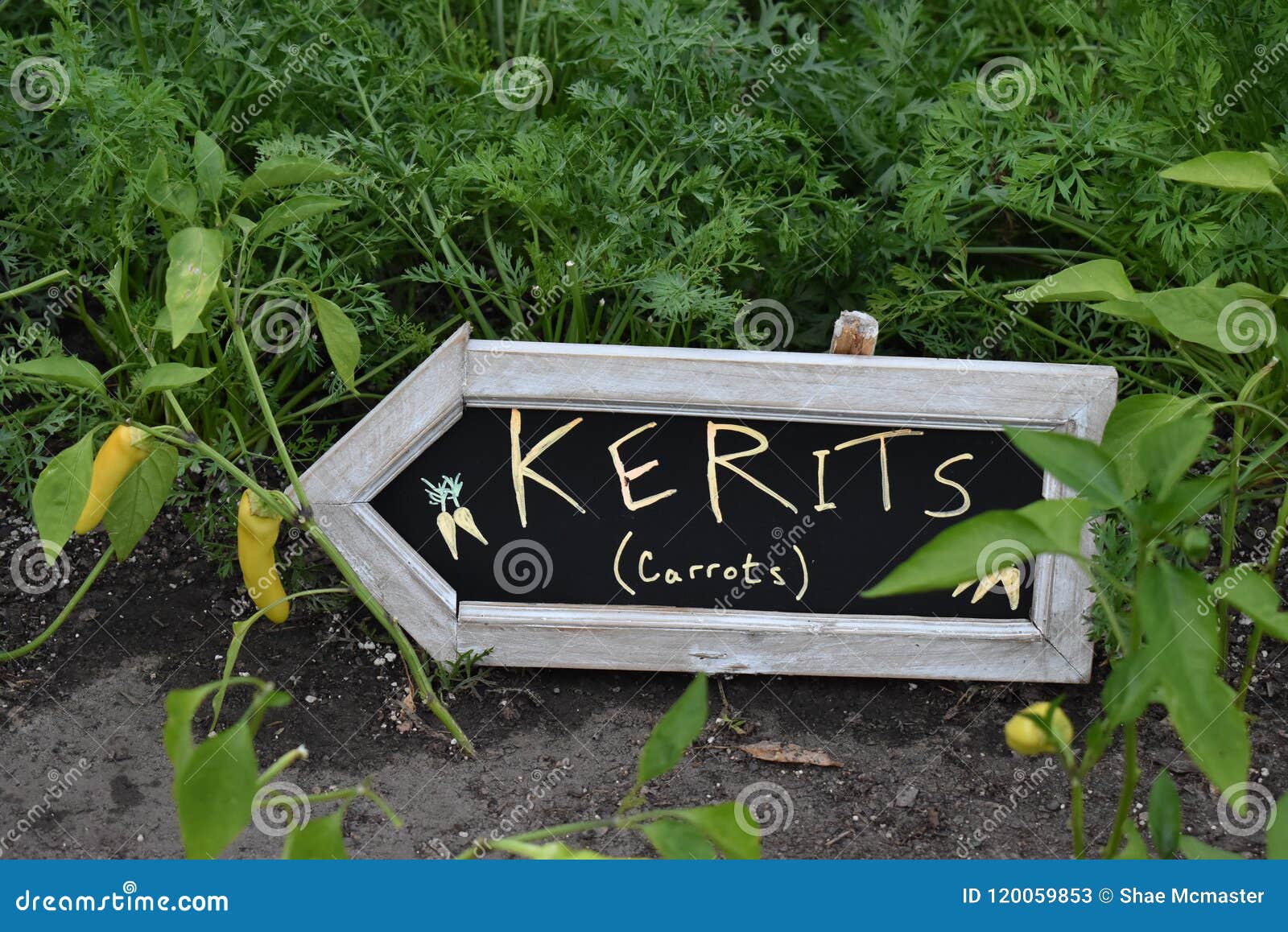 Carrots Sign In The Garden Stock Image Image Of Growing 120059853