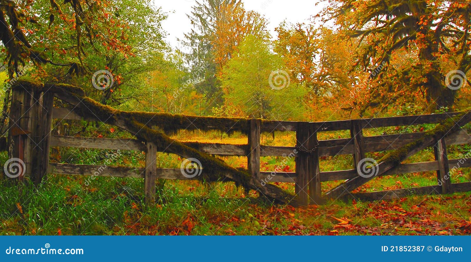 Wooden gate in forest stock image. Image of leaves, country 21852387