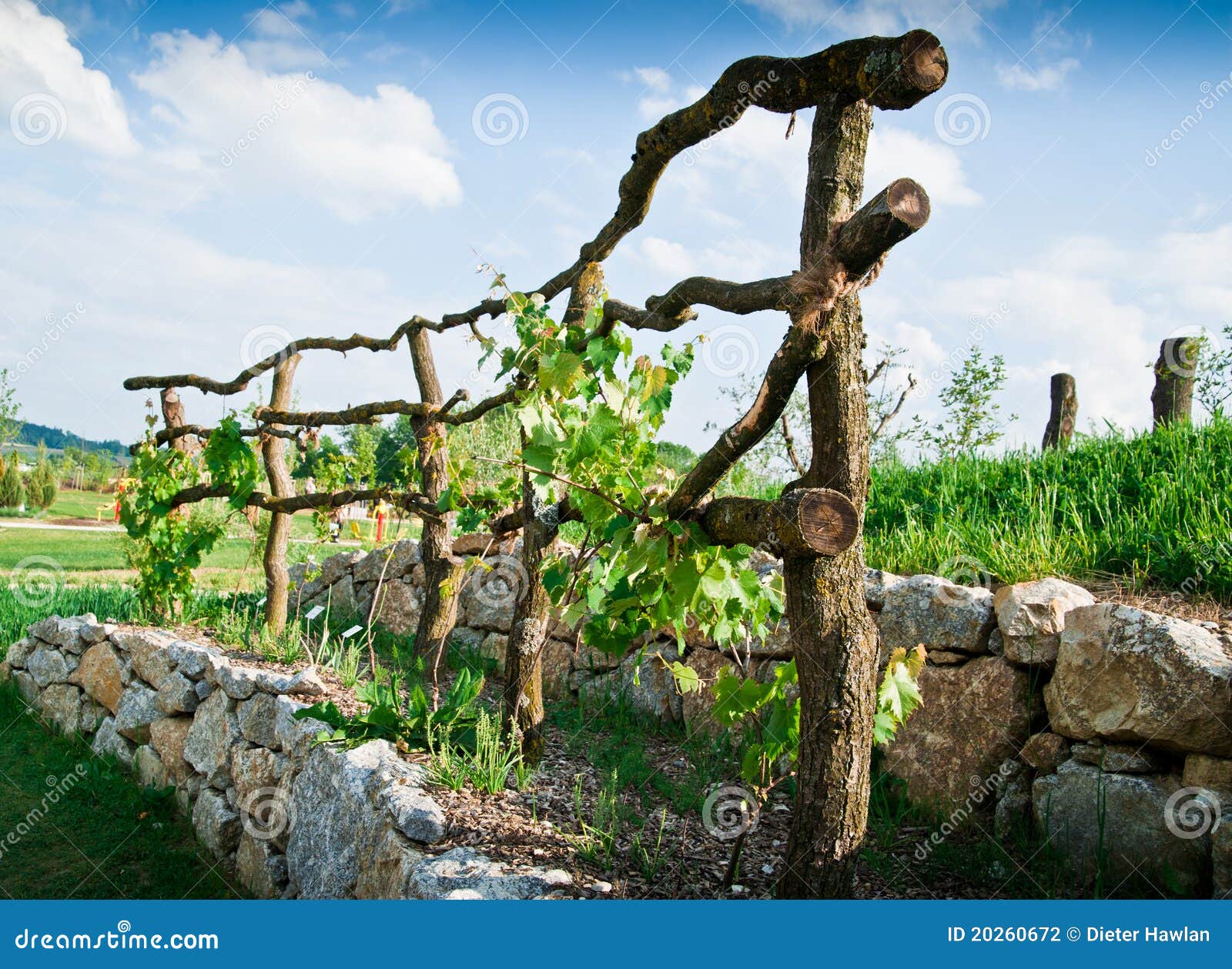 Wooden Grapevine Trellis stock photo. Image of agriculture 
