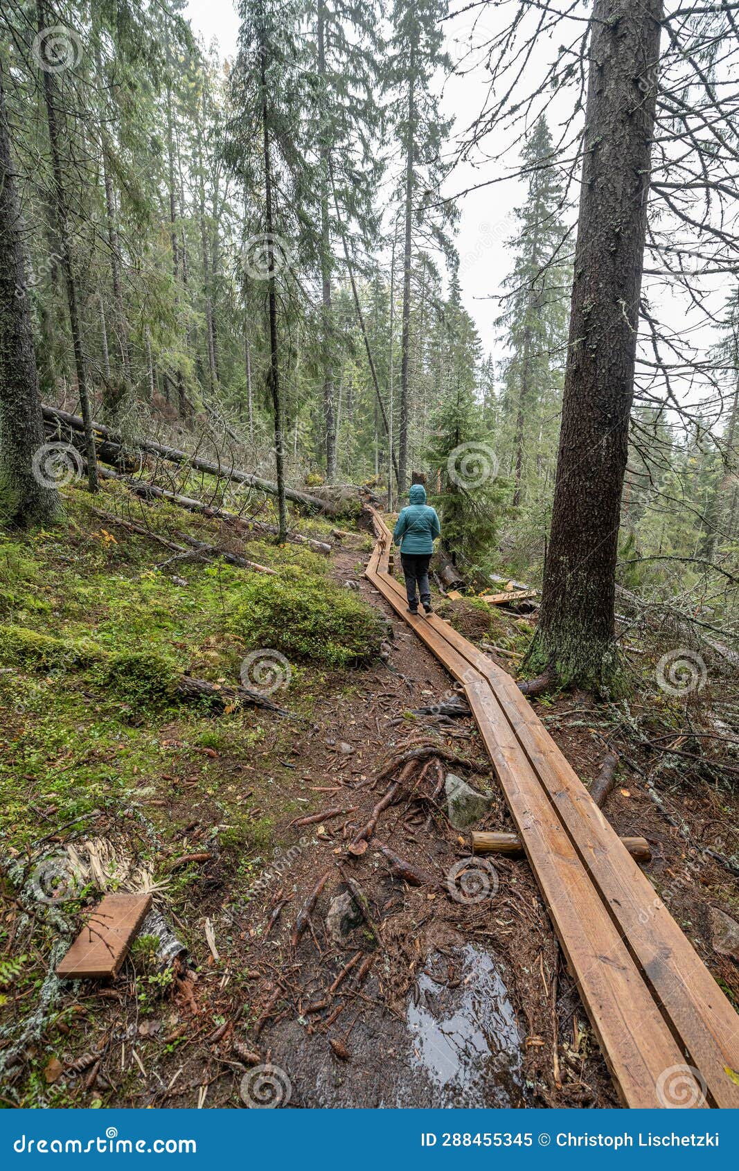 wooden hiking footpath in forest between trees in skuleskogen national park in sweden in northern europe hoga kusten