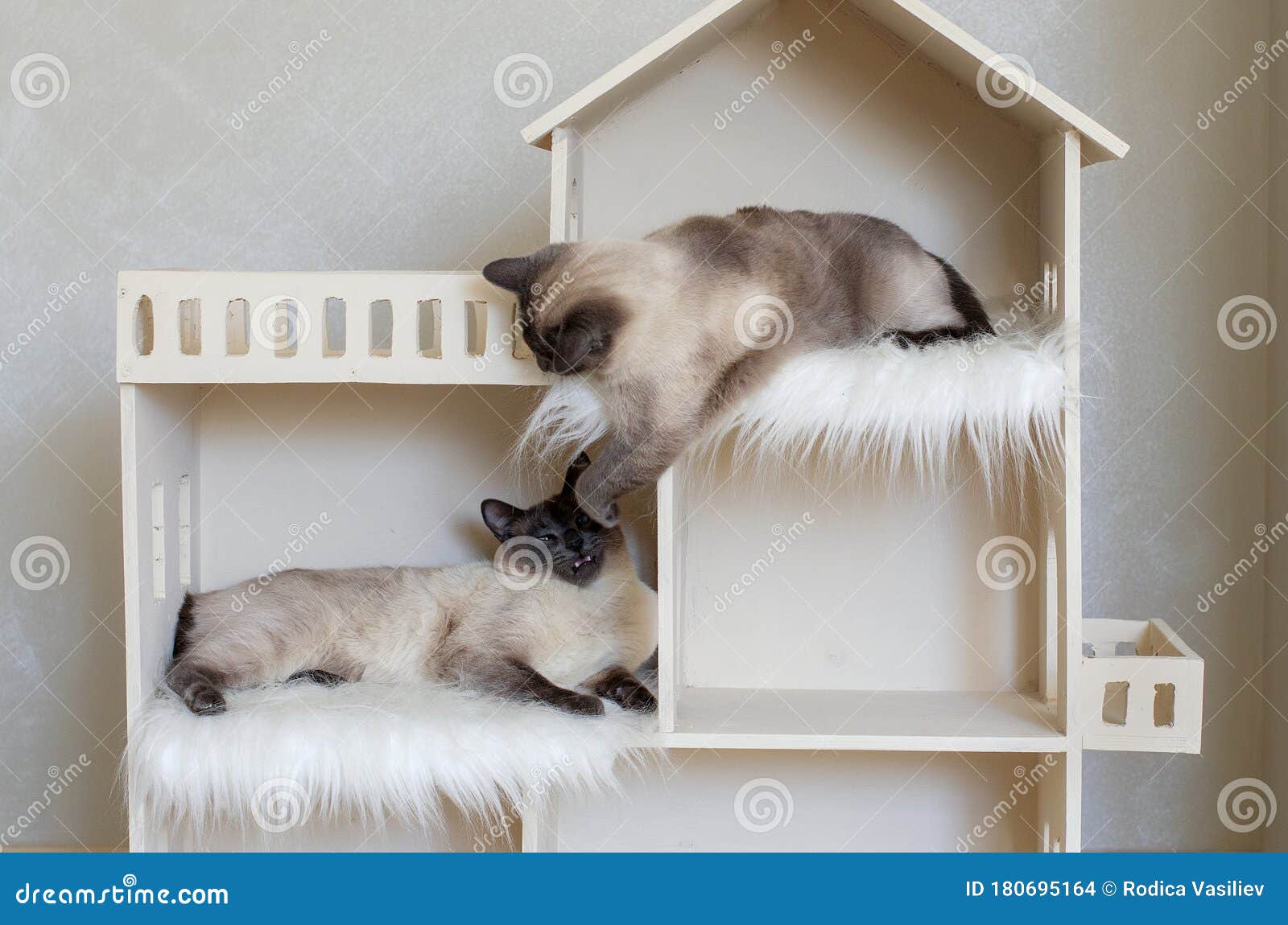 Two Domestic Short Haired Cat Brothers In Cat House Domestic Cat Twins Stock Photo Image Of Catty Dynamic 180695164