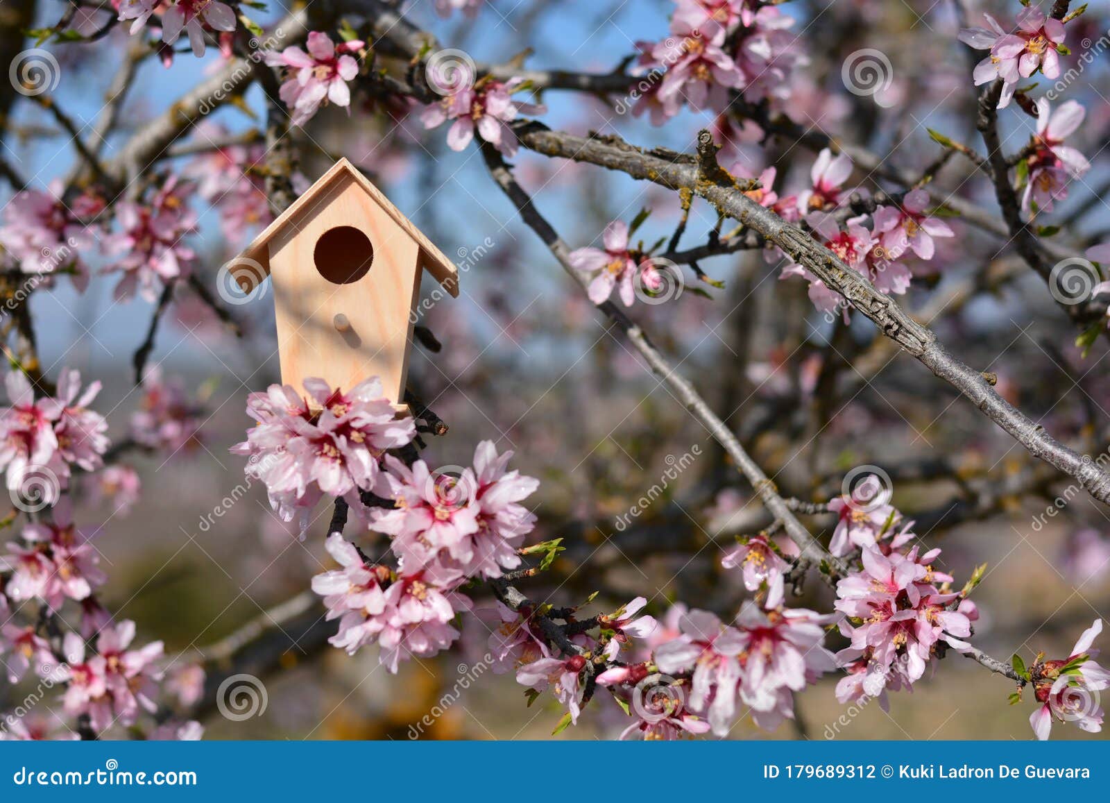 nest house, in a tree full of almond blossoms