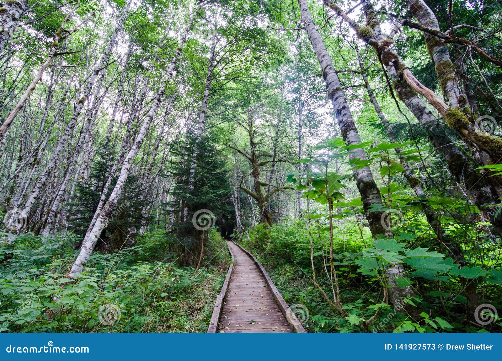 Wooden Path Going through Aspen Forest into Horizon. Stock Image ...