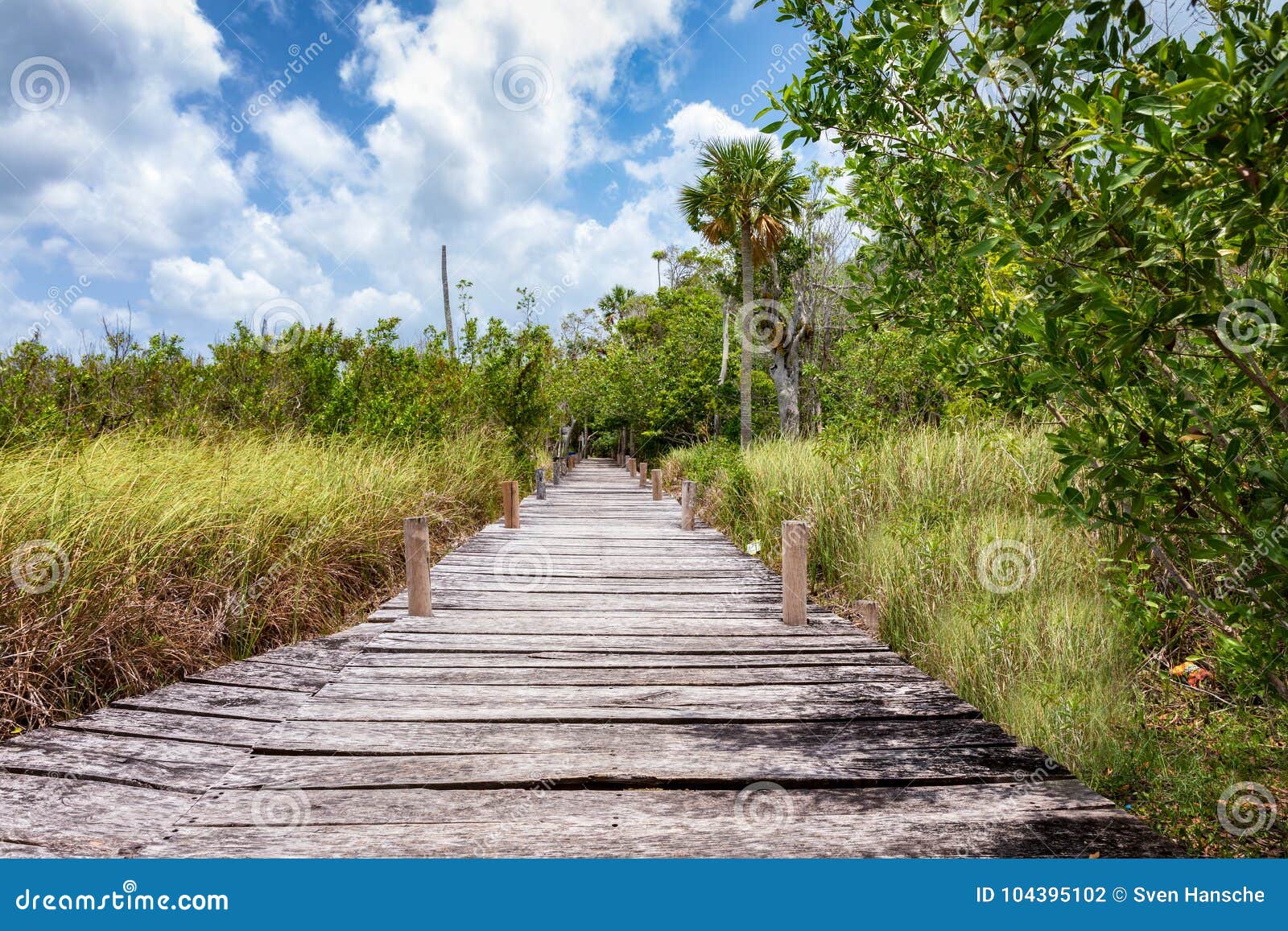 wooden path on the mexican jungle in tulum