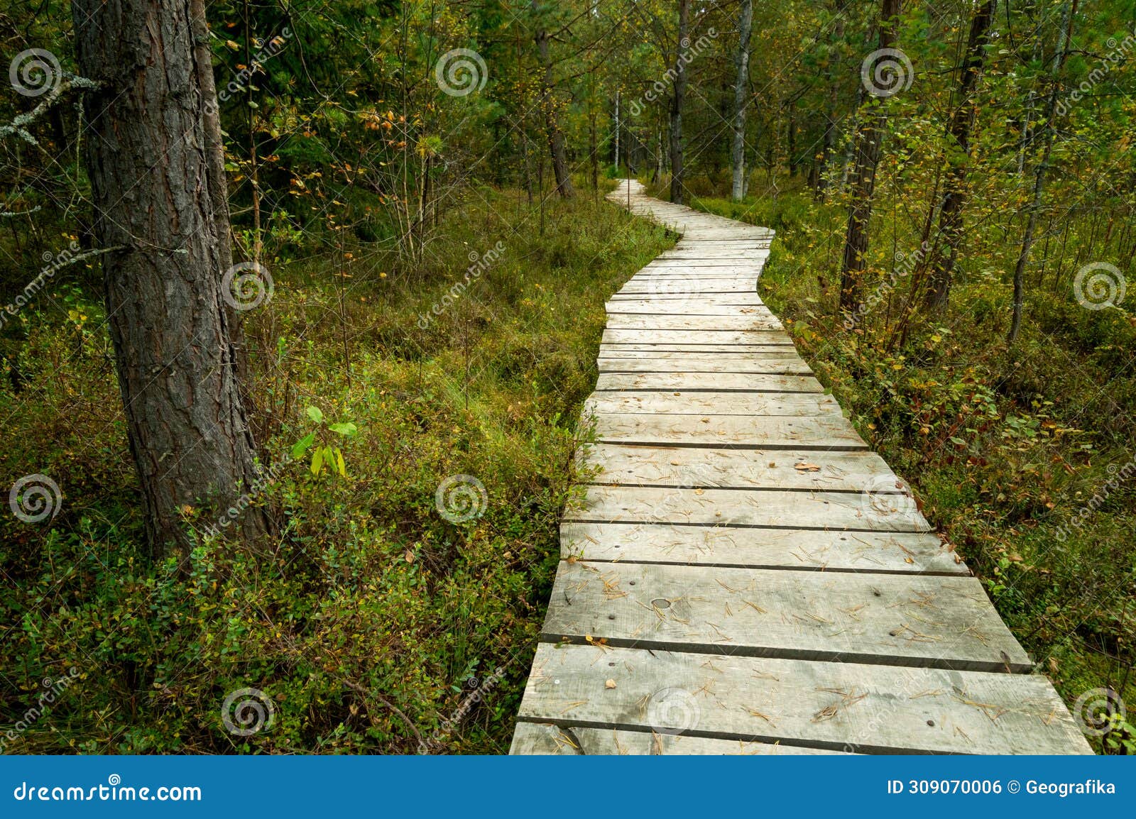 wooden path through a swampy forest peatland tarnawa