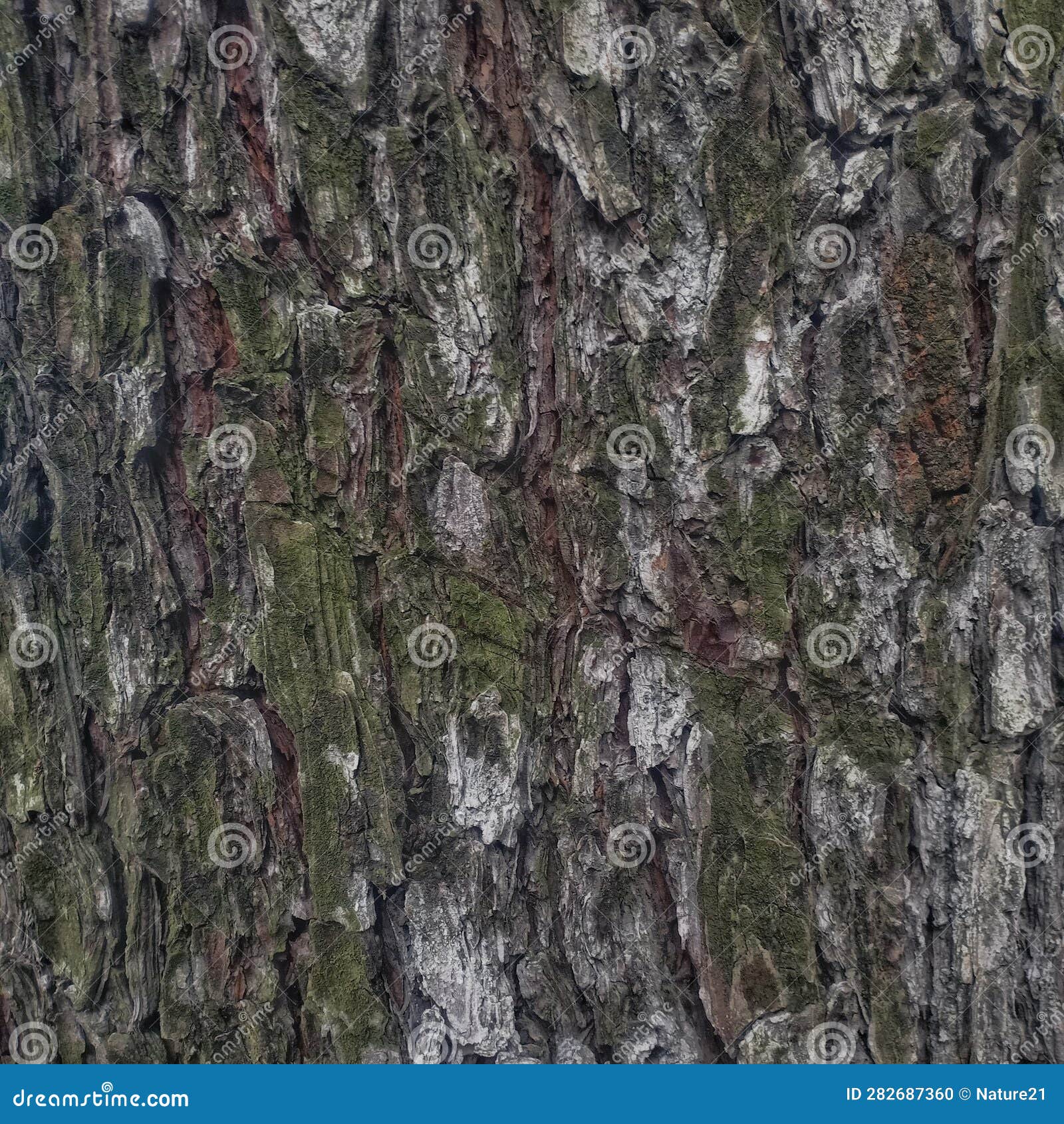 Wooden Pine Relief Background in Indonesia Stock Photo Image of