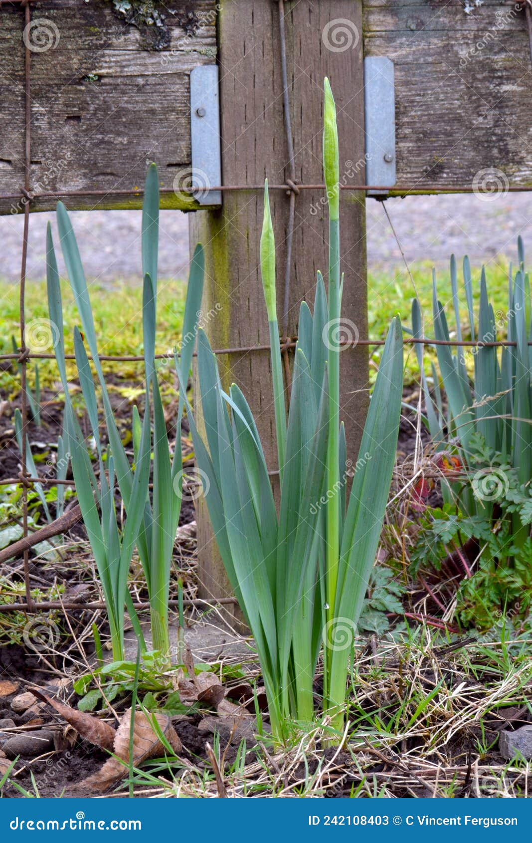 Wooden Post Yellow Daffodil 01 Stock Image Image of narcissus, dove 242108403