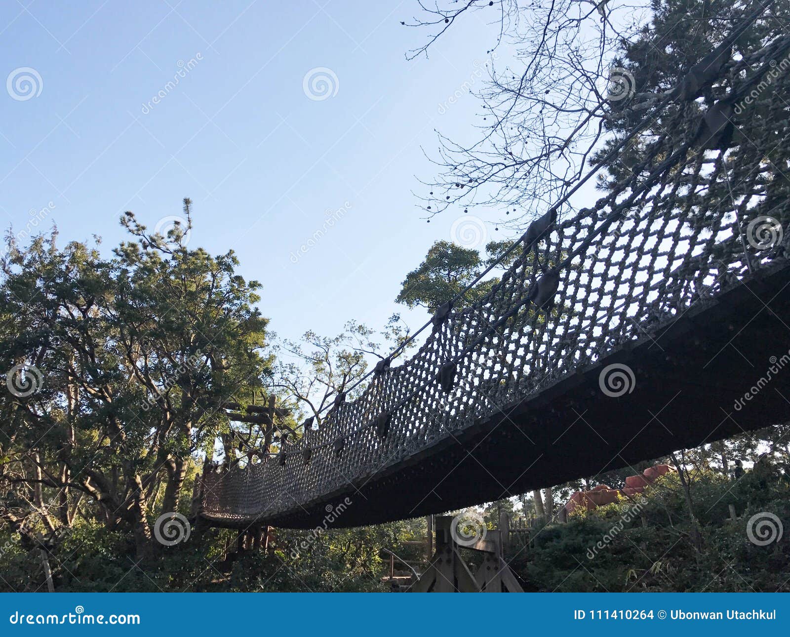 Wooden and Rope Net Bridge between Trees Stock Photo - Image of