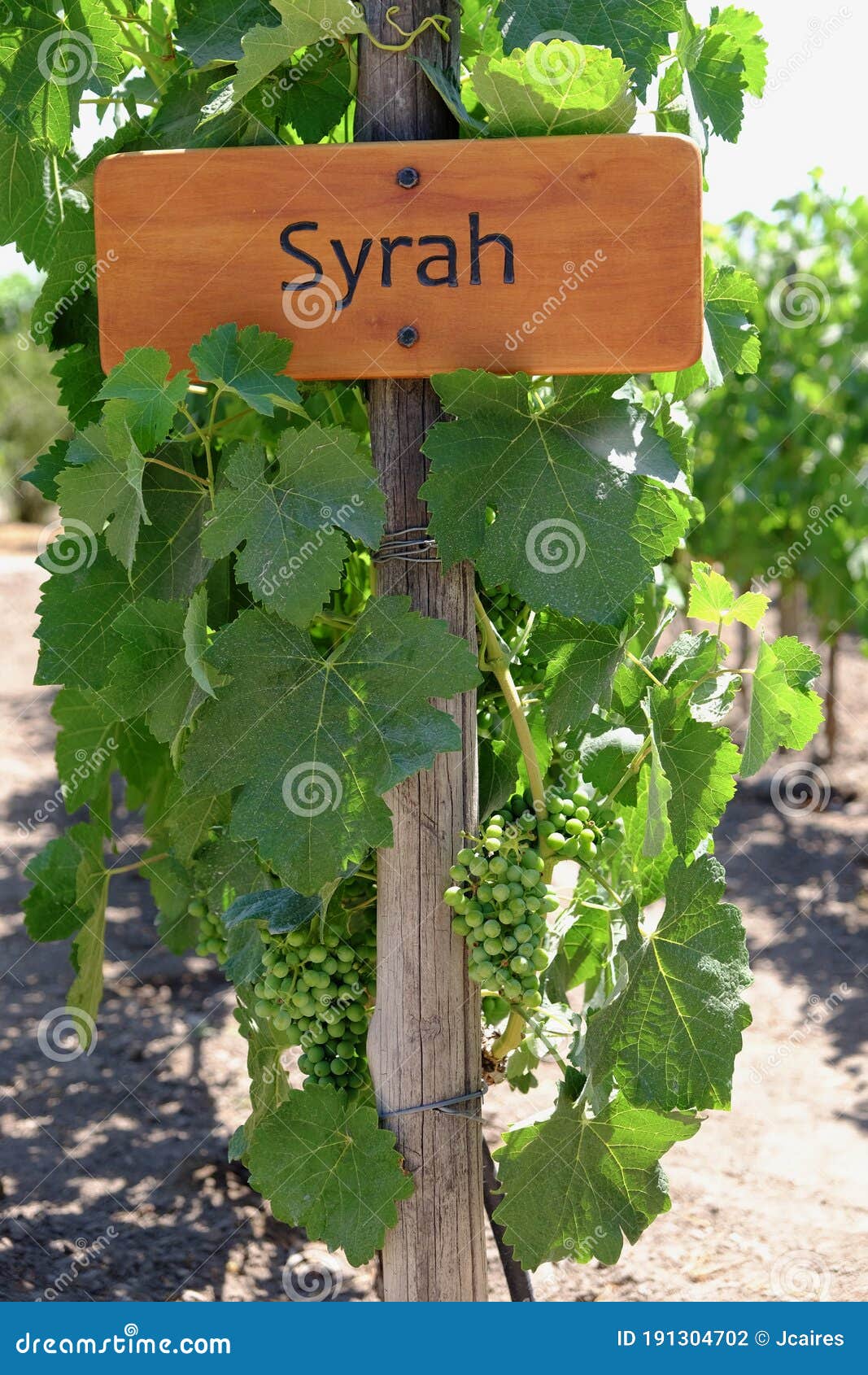 wooden sign of the syrah grape type