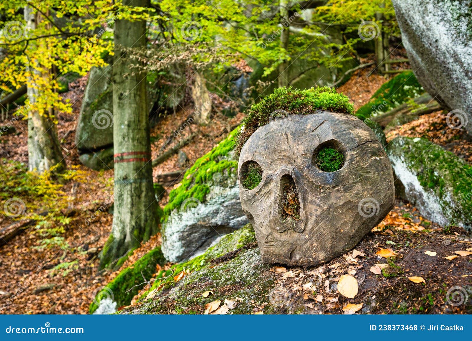 wooden skull in autumn time colorful beechwood of jizera mountains