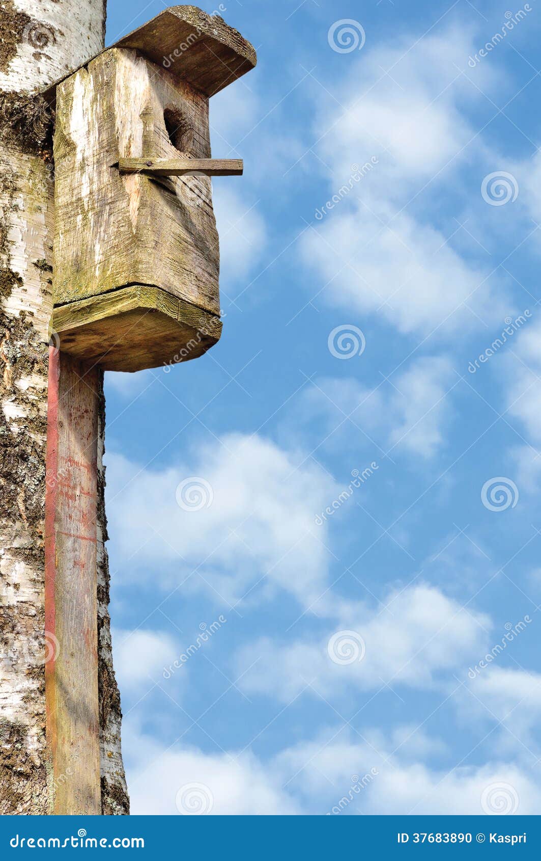 wooden starling bird house, large birch tree trunk