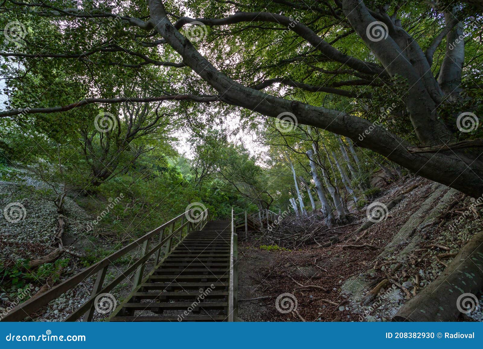 wooden steps among the forest, in the mountains. denmark. mons clint. travels