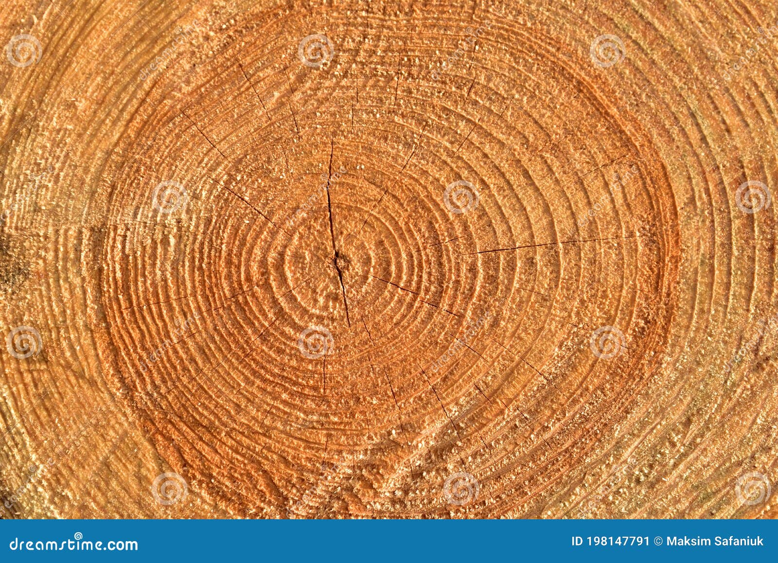 Gravity Engineers Academy - Gravity Nutshells... PITH/ MEDULLA – Innermost  central portion or core of a tree. Size varies from 1.5 – 10 mm HEART WOOD  – Inner annular rings surrounding the