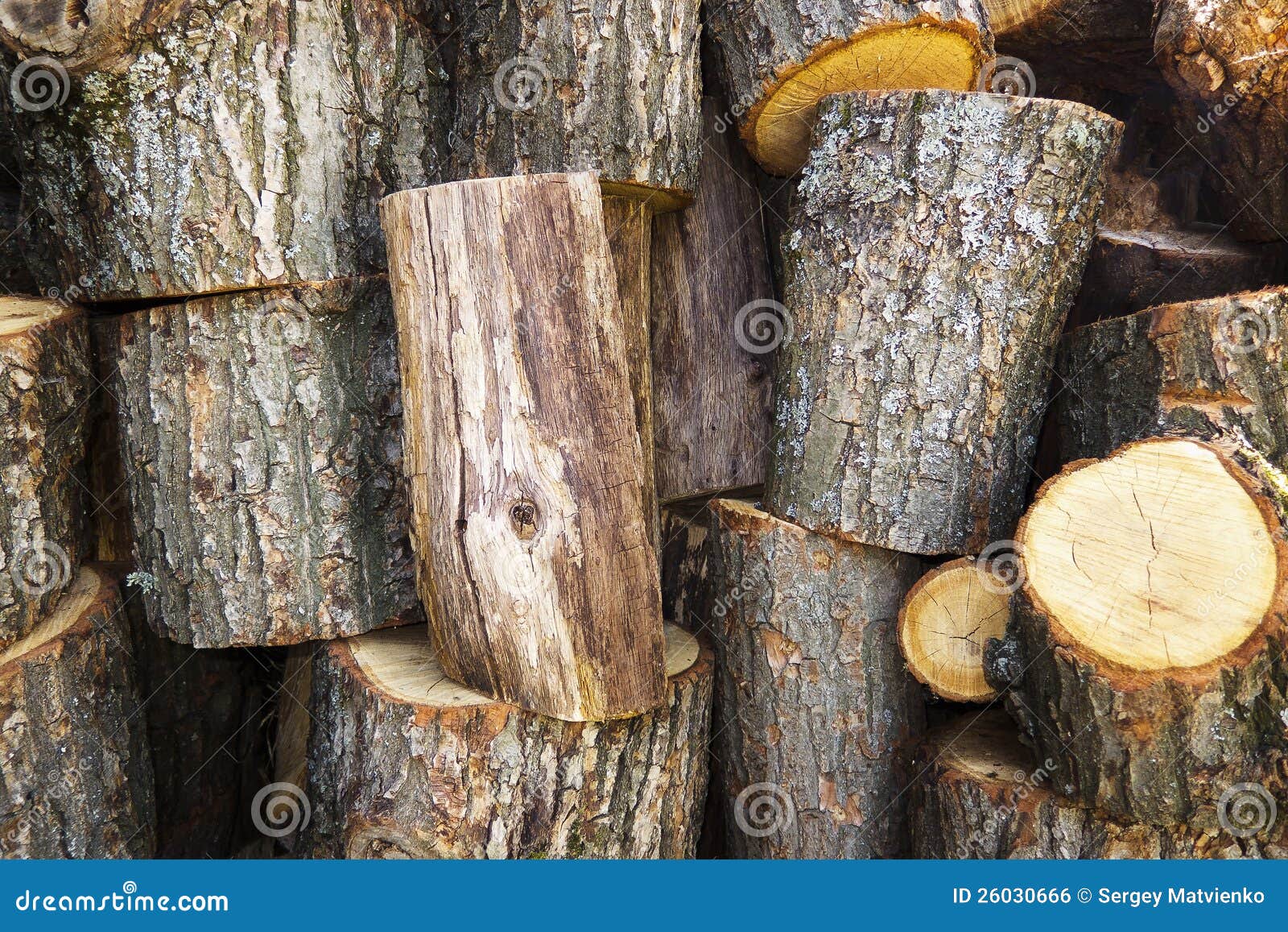 Wooden stumps stock photo. Image of timber, cylinder 26030666