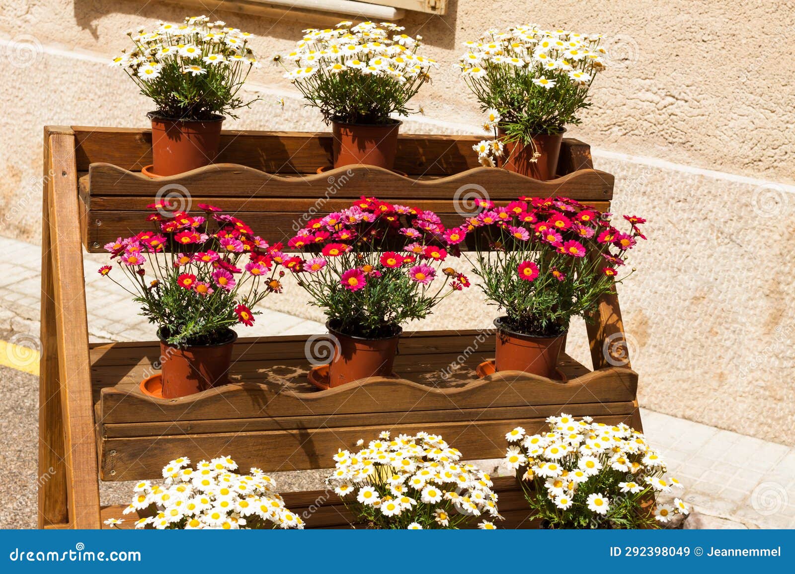 wooden support with flower pots of pink and white chrysanthemums on 