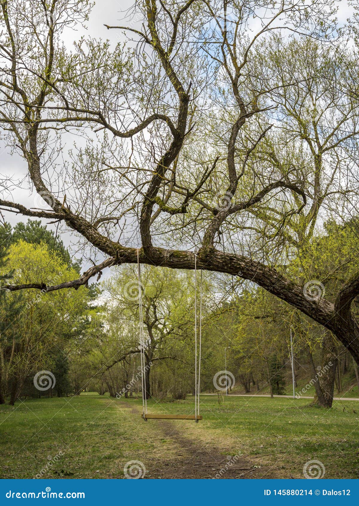 Summer Tree Swing in the Park Stock Photo - Image of path, ropes: 145880214