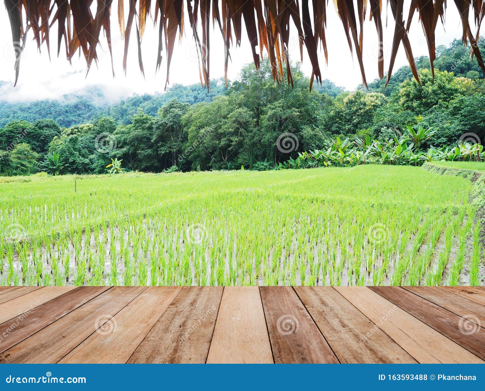 Wooden Table Top Over Rice Field Background Stock Photo - Image of land,  farm: 163593488