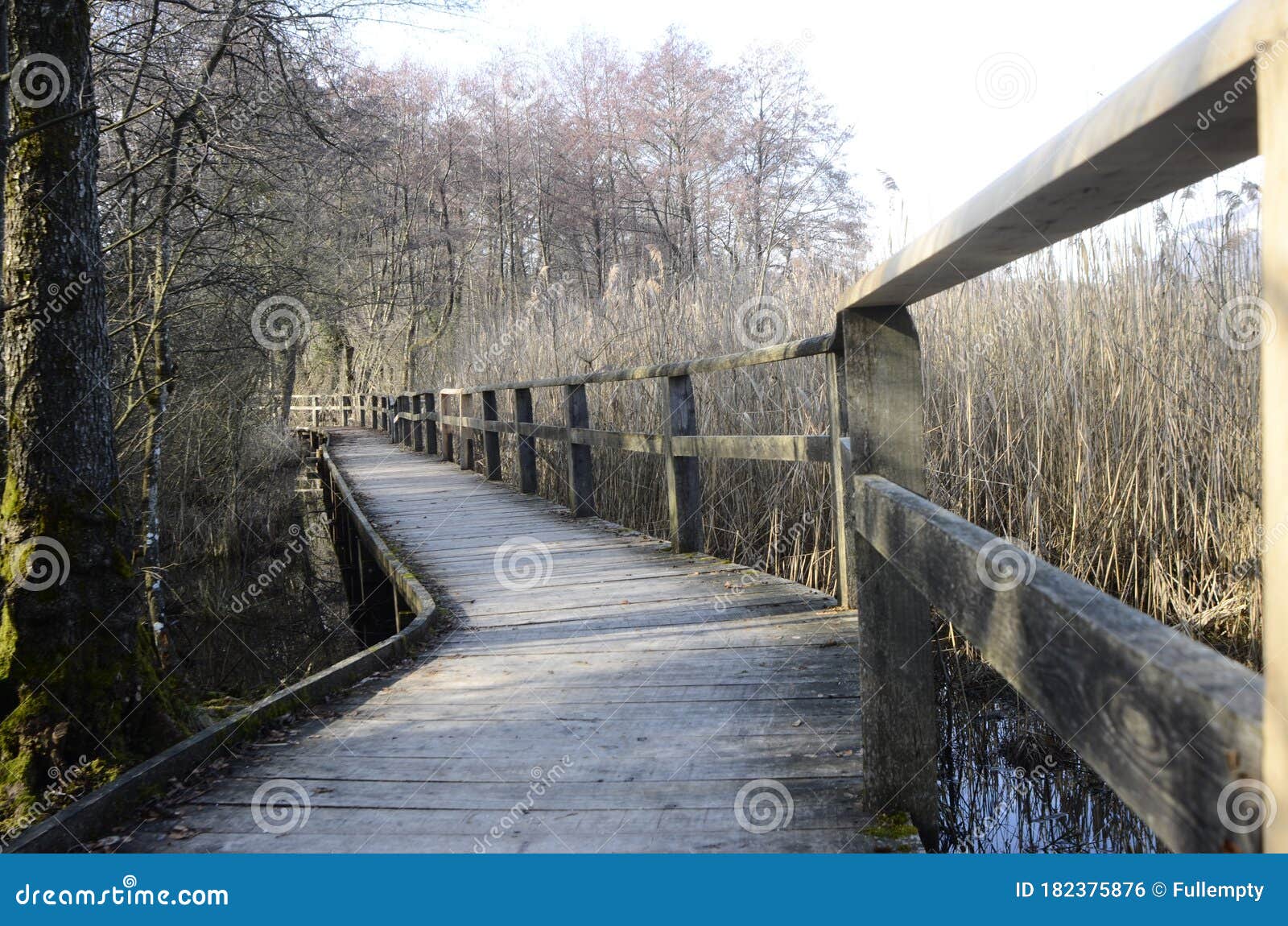 Wooden Walkway Across the Marshes Stock Photo Image of pond, reeds