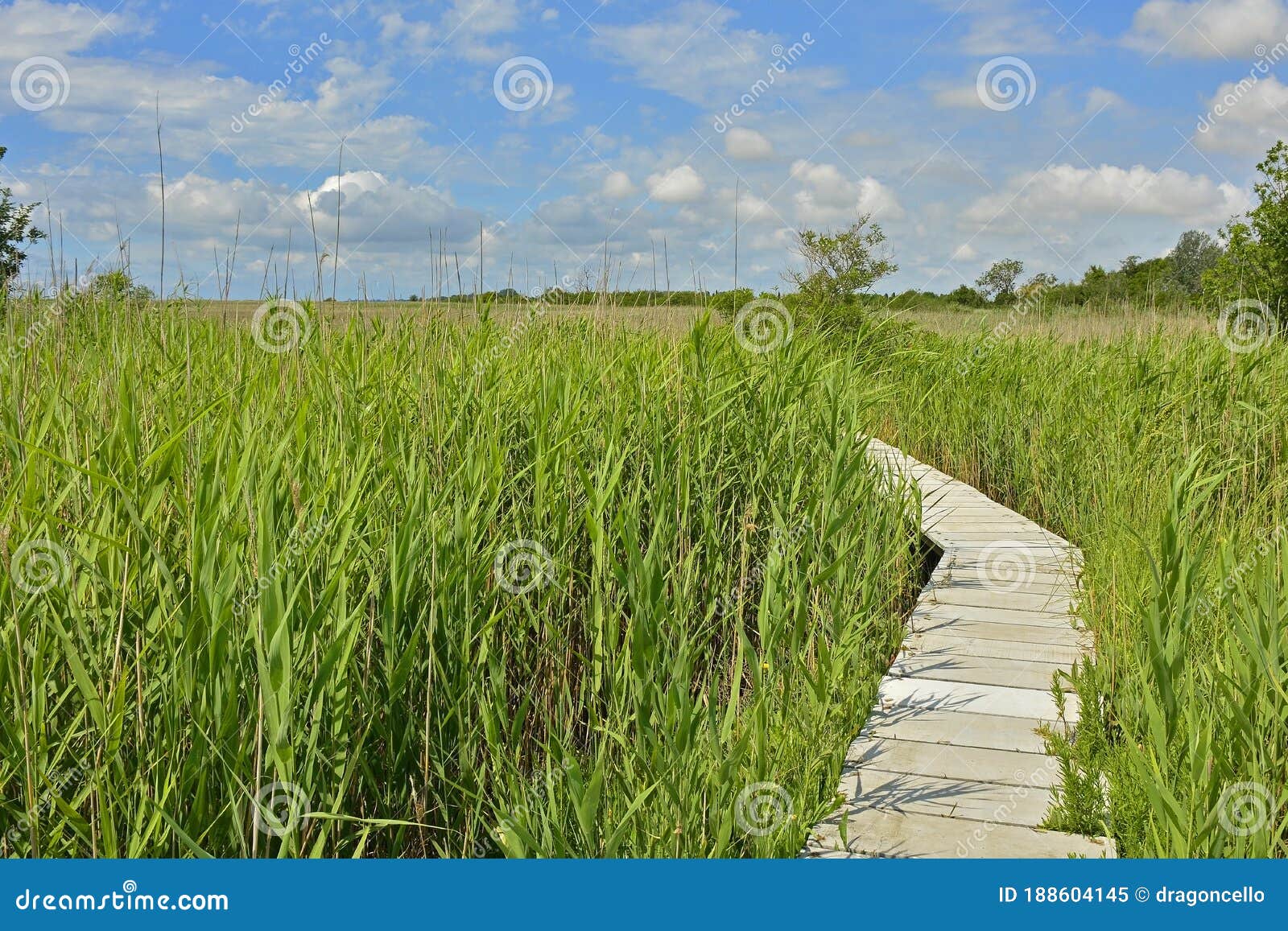 Wooden Walkway Across Wetland Stock Image Image Of Italy Countryside