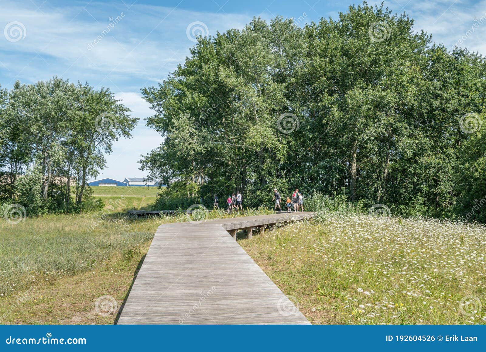 wooden walkway in a dutch nature park