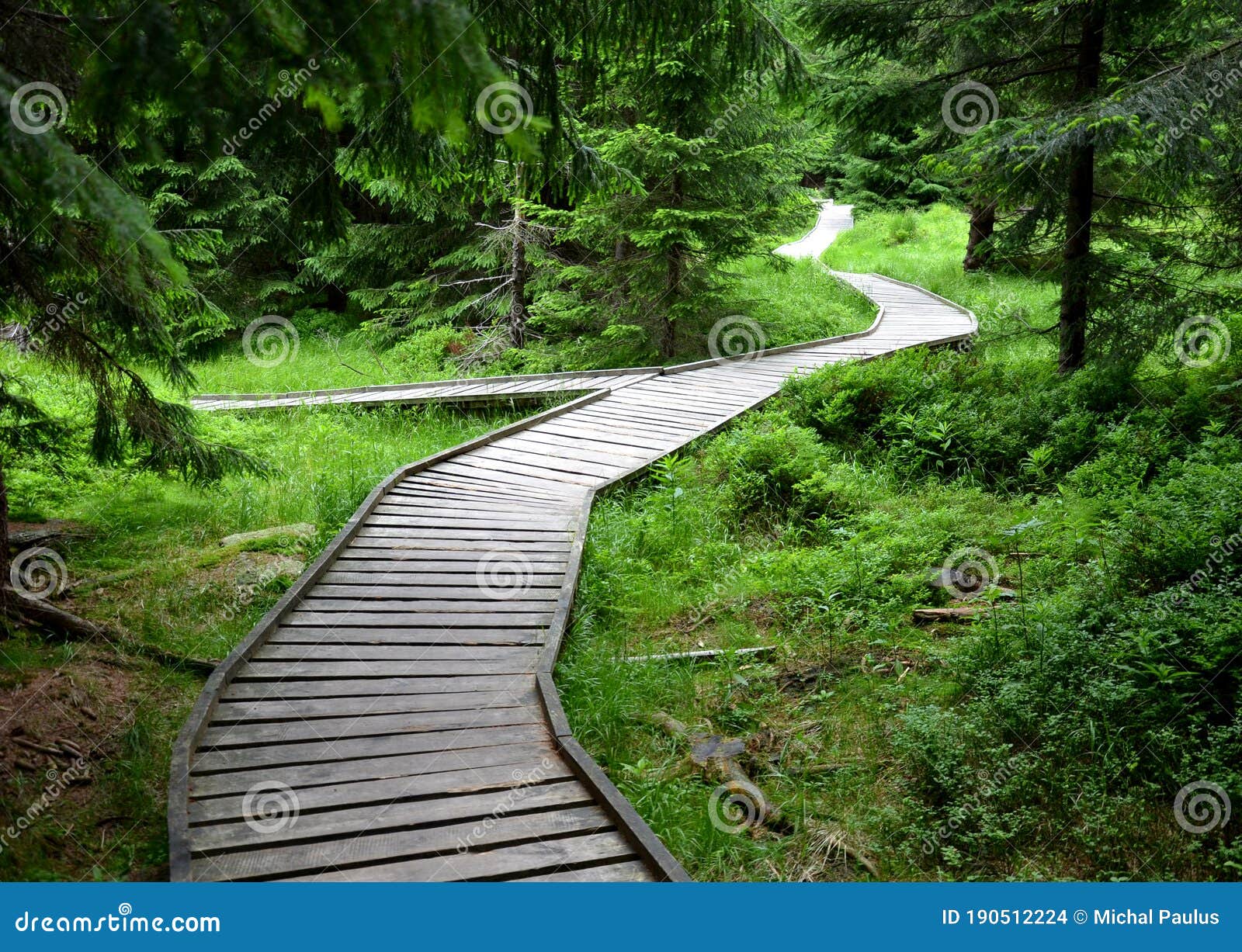 Wooden Walkway in a Nature Reserve in a Spruce Forest in the ...