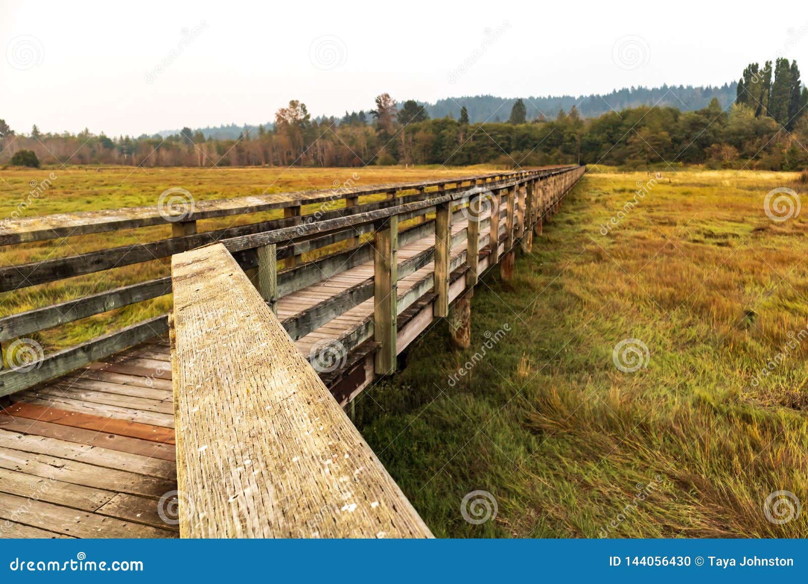 Wooden Walkway In Wetland Bird Sanctuary Stock Photo Image Of