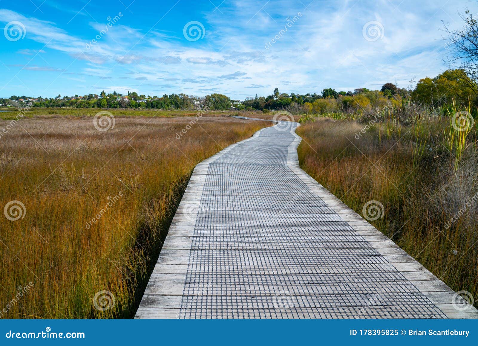 wooden walkway through wetlands