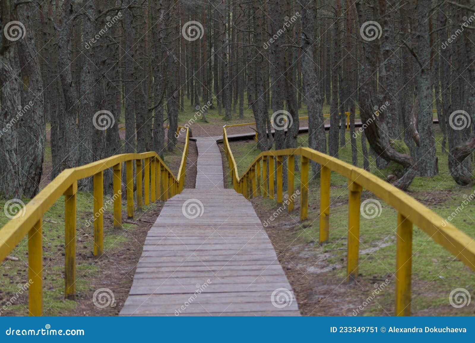 wooden way in dancing pine forest in zelenogradsk