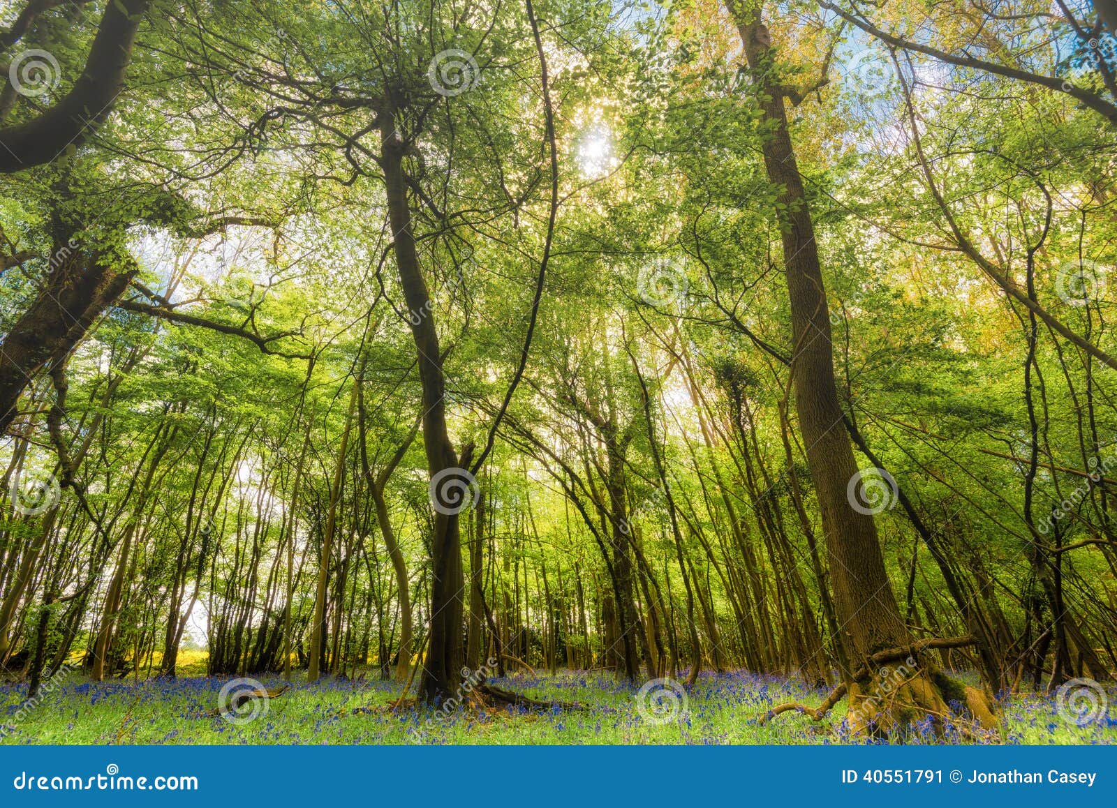 woodland with bluebell carpet