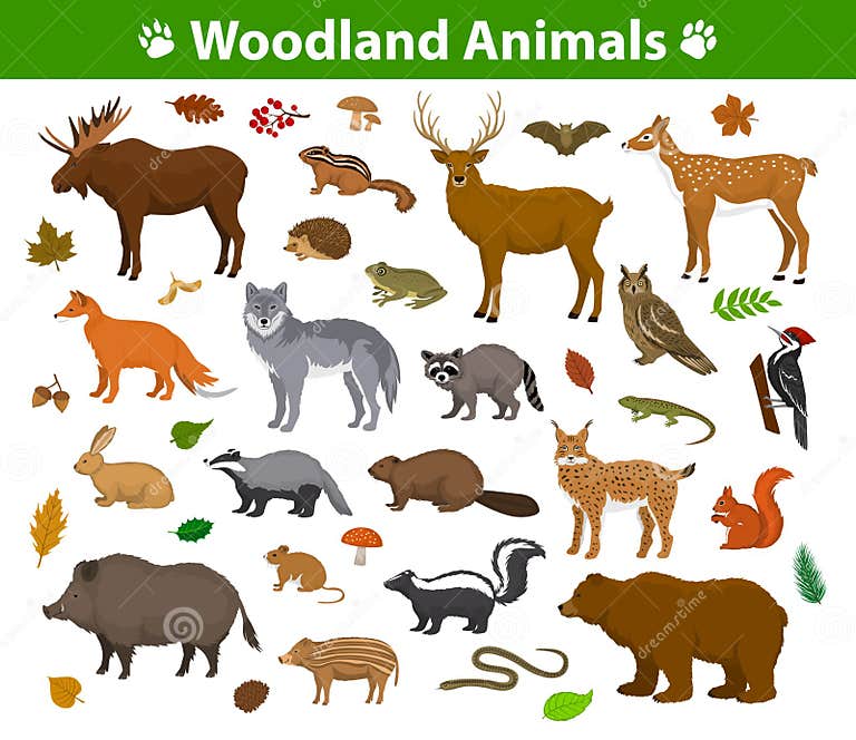 Woodland Forest Animals Collection Stock Vector - Illustration of hare ...
