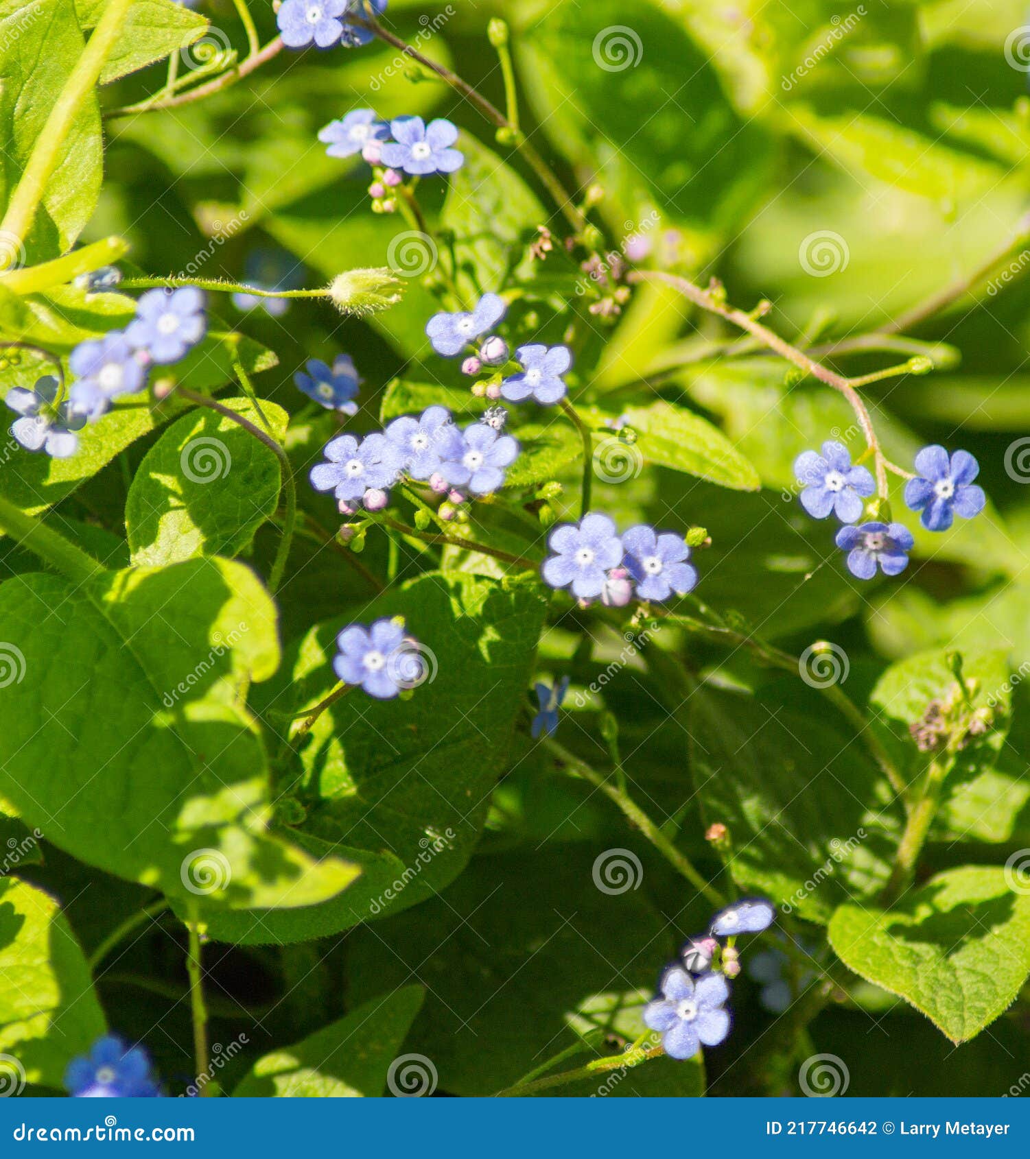  Myosotis sylvatica, Woodland Forget Me Not