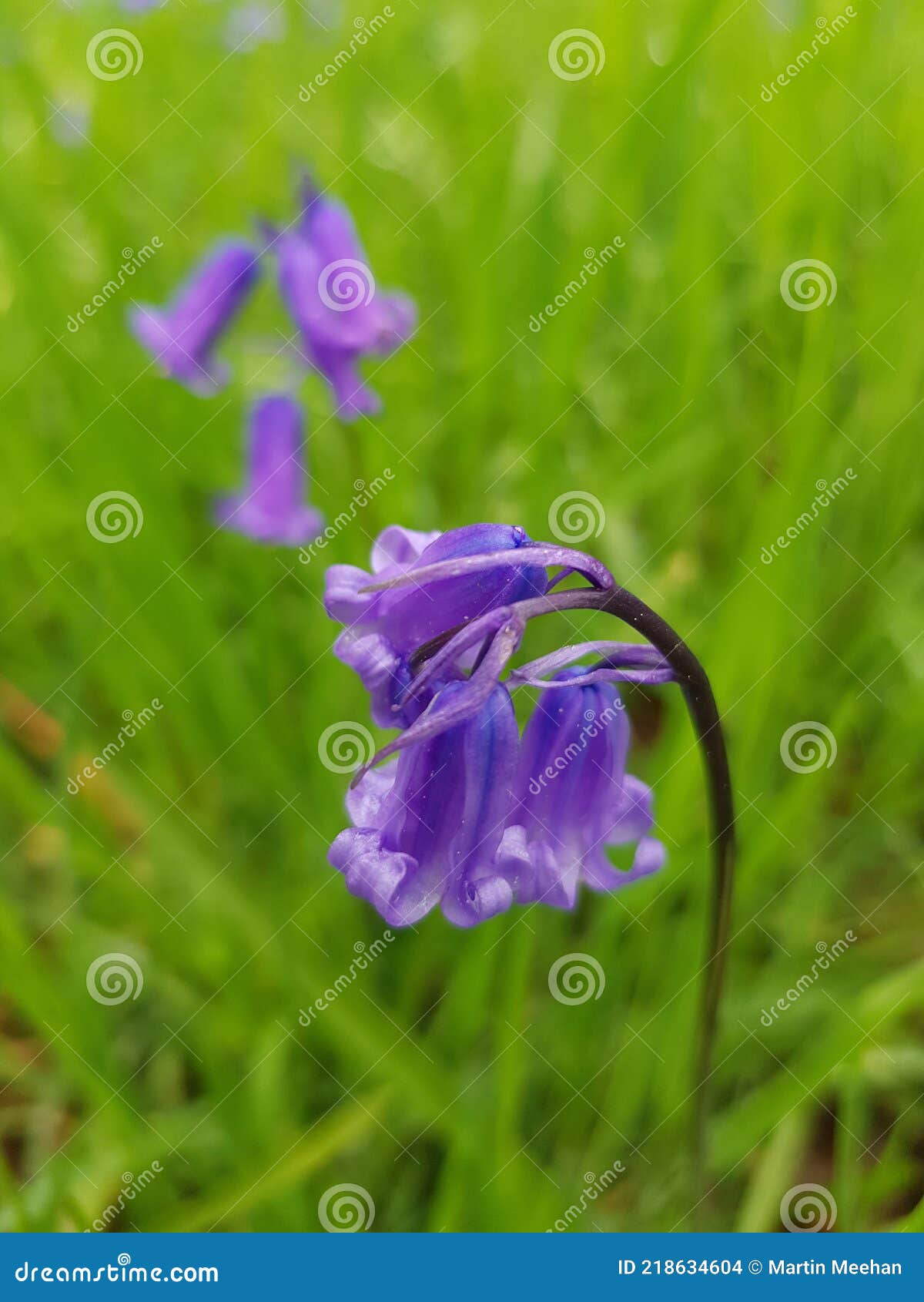 Woodland Glade with Spring Bluebell Flowers. Stock Photo Image of