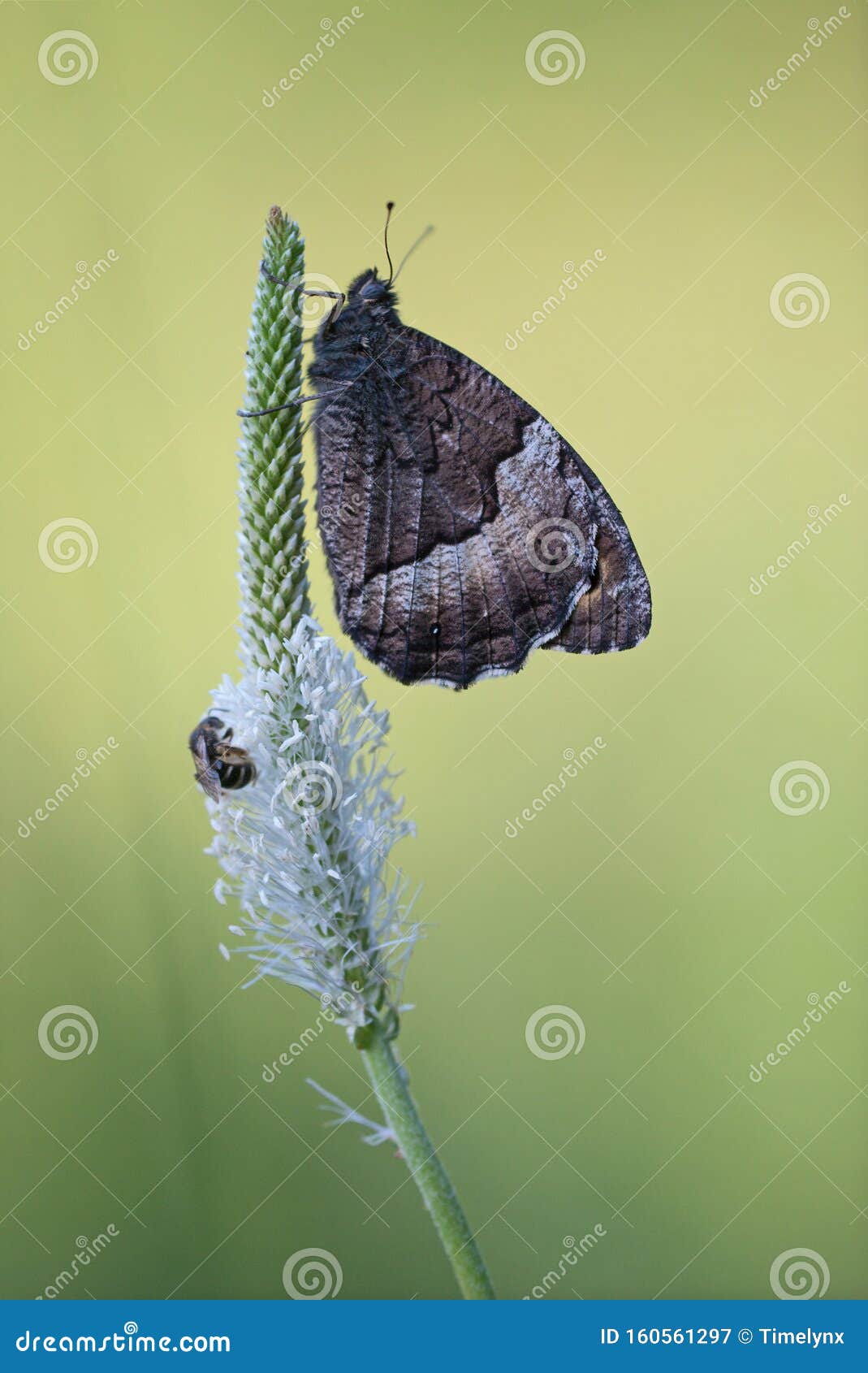 woodland grayling hipparchia fagi butterfly and bee