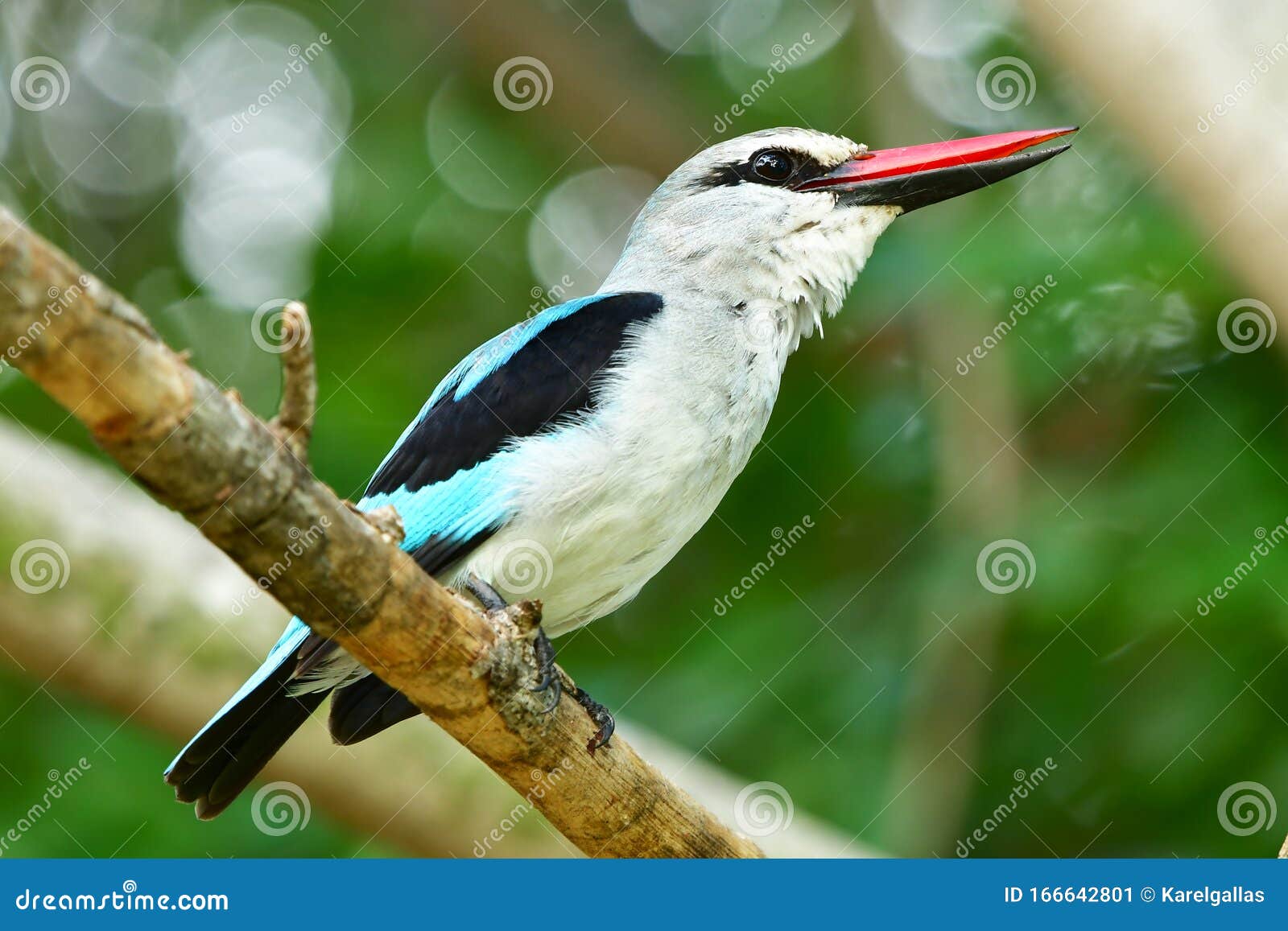 Woodland Kingfisher Halcyon Senegalensis Stock Image - Image of ...