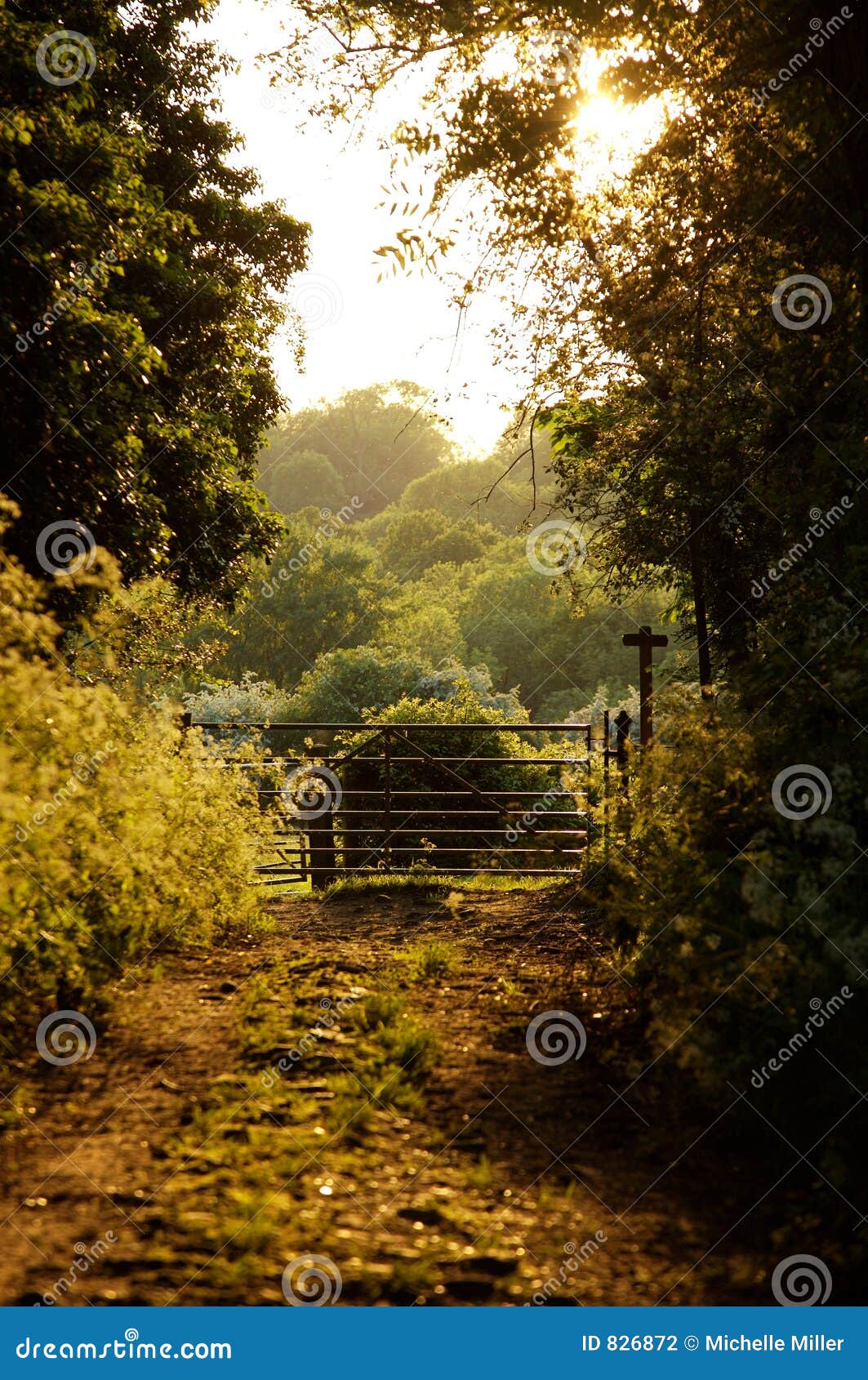 woodland pathways