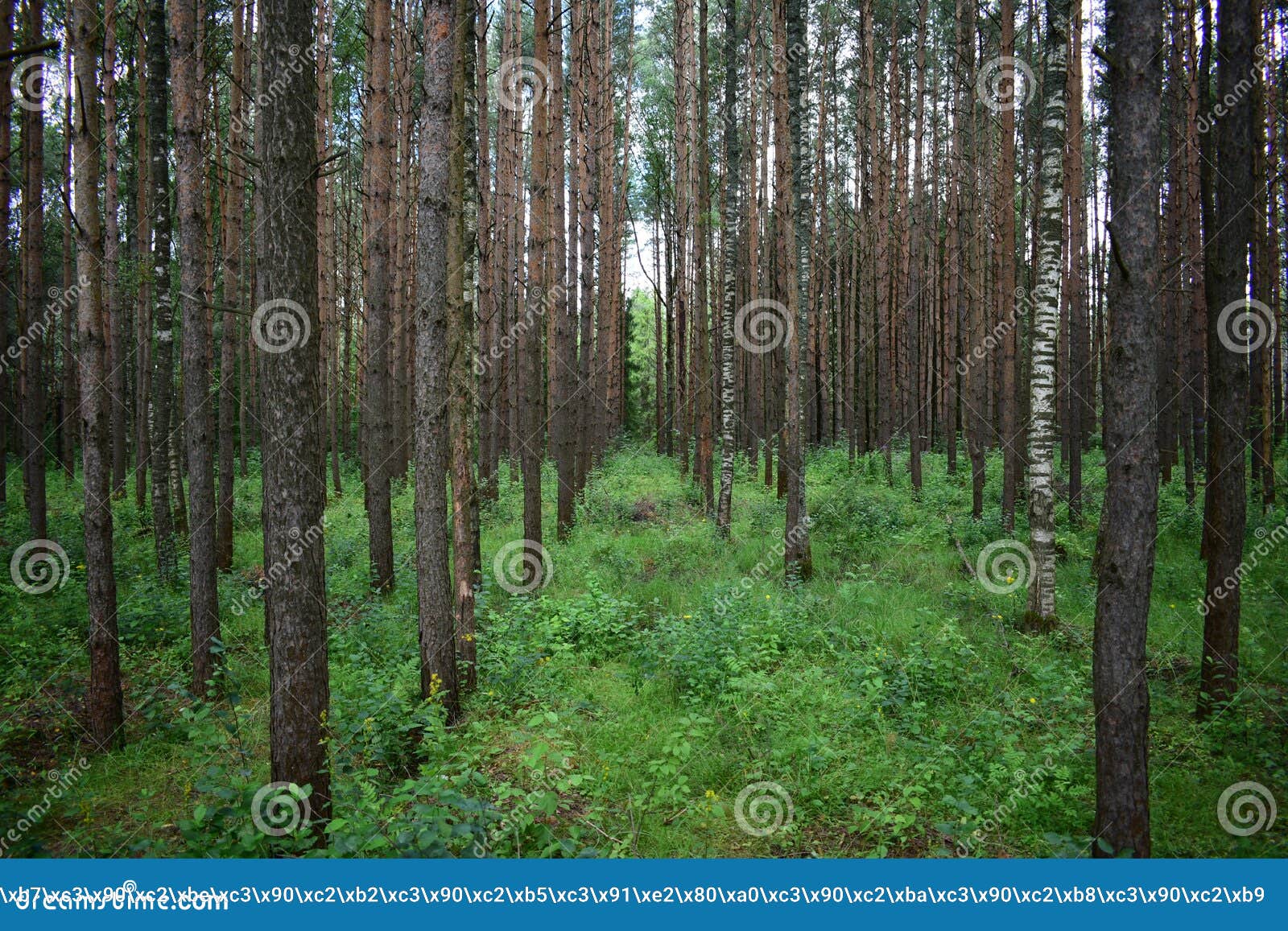 woodland. pine forest. large trees, shrubs. green grass. much branched, with a dense canopy of trees. the sun barely shines